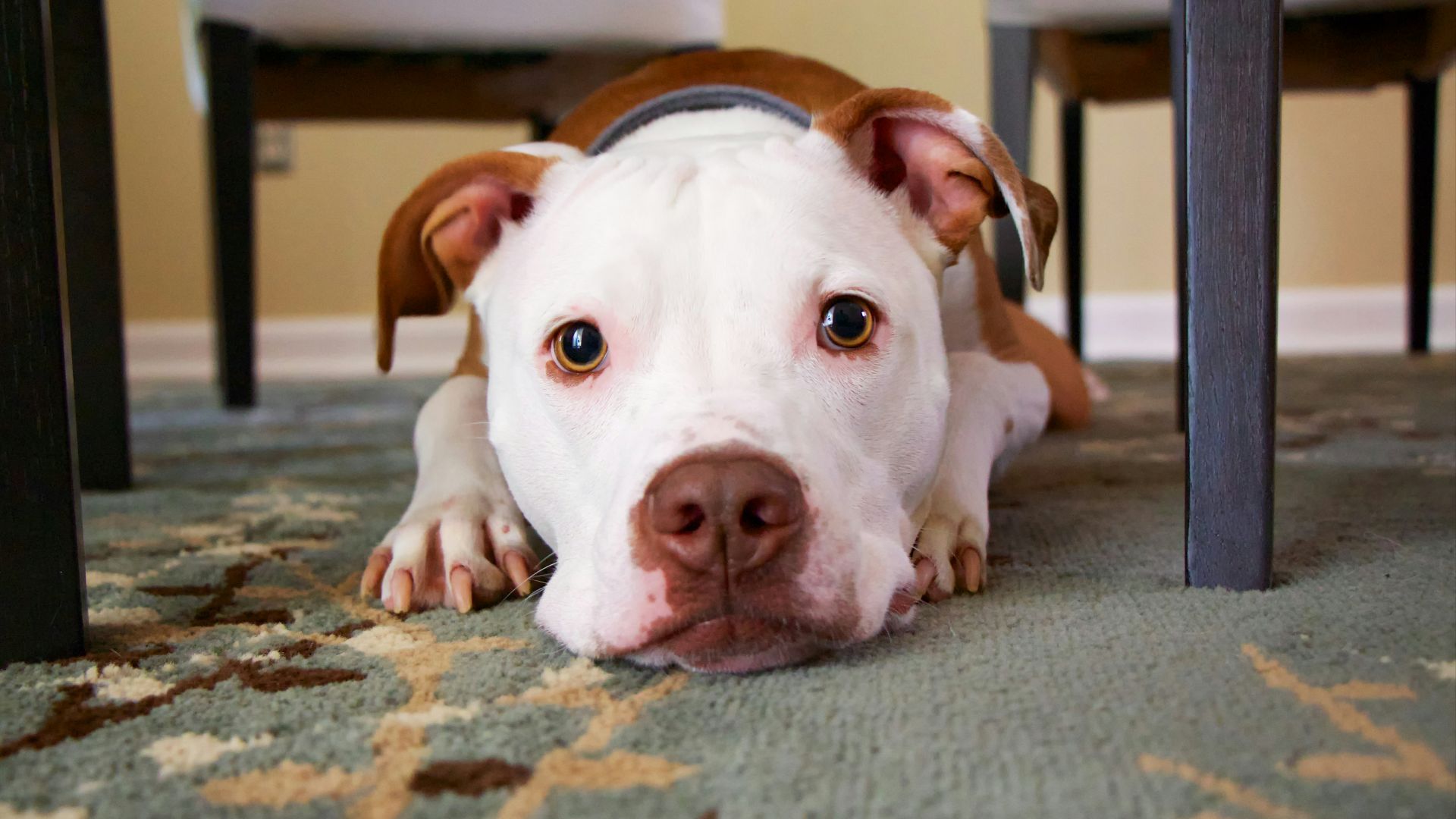 dog laying on area rug