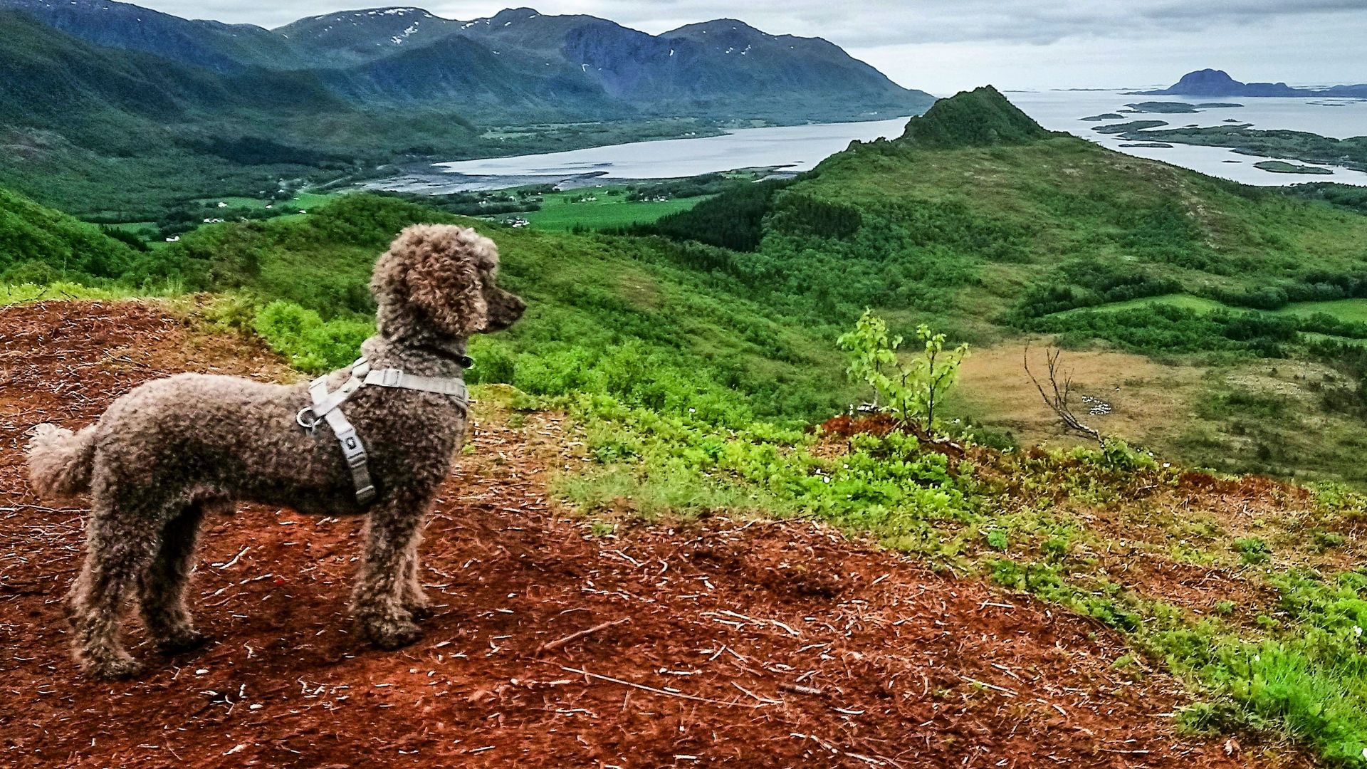 long-coated brown dog standing near mountain side at daytime