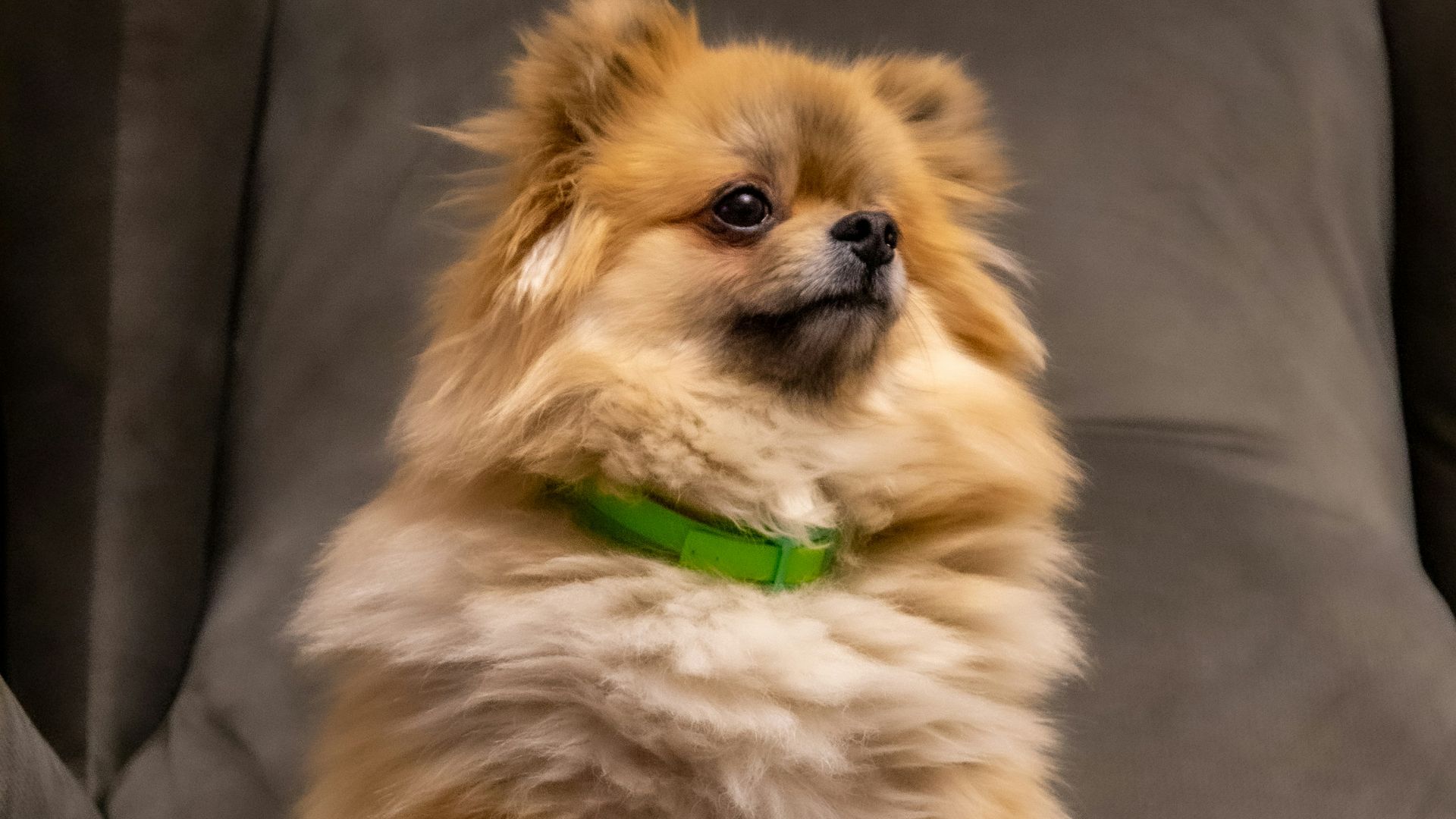 brown Pomeranian on gray chair