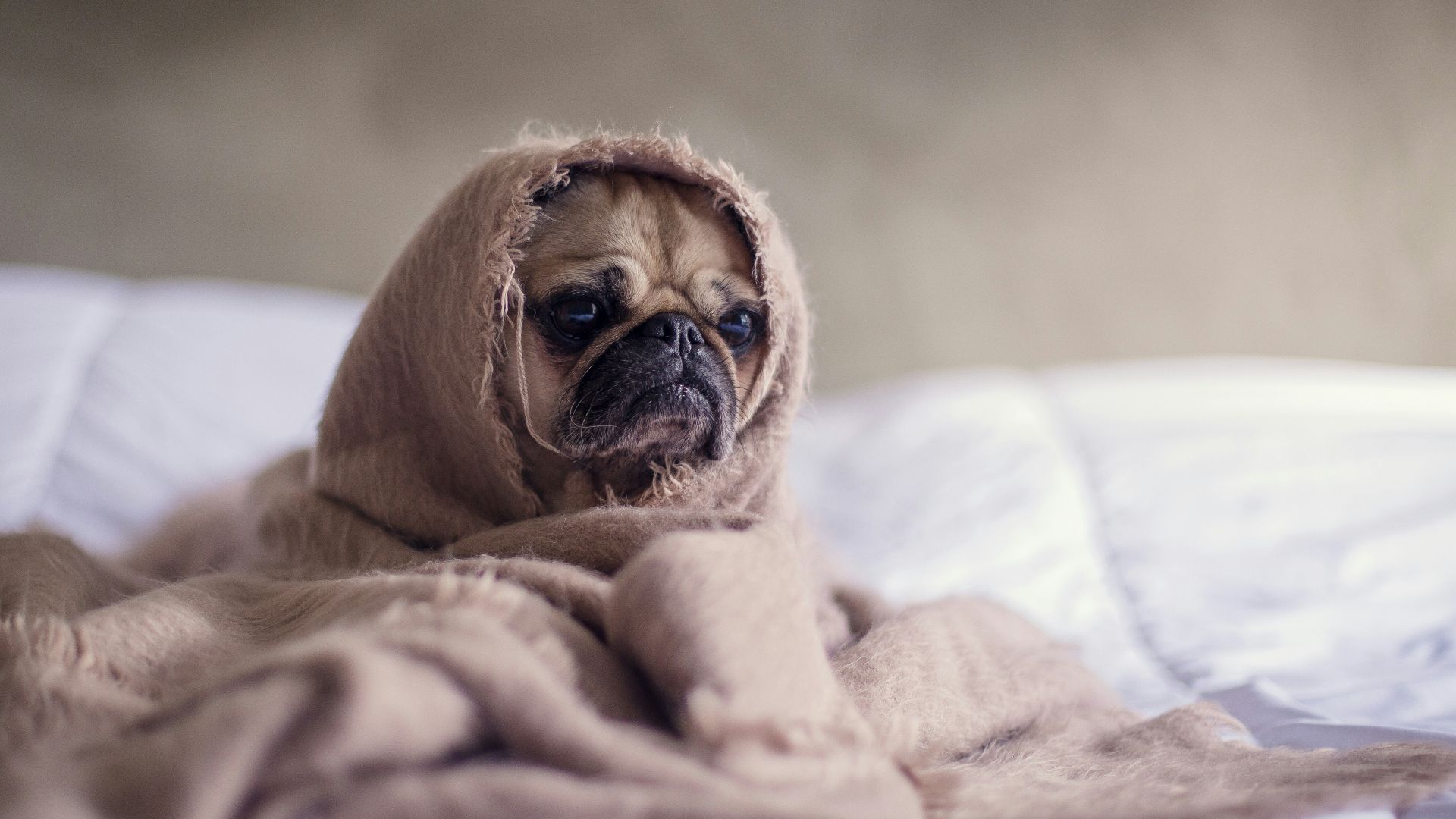 pug covered with blanket on bedspread