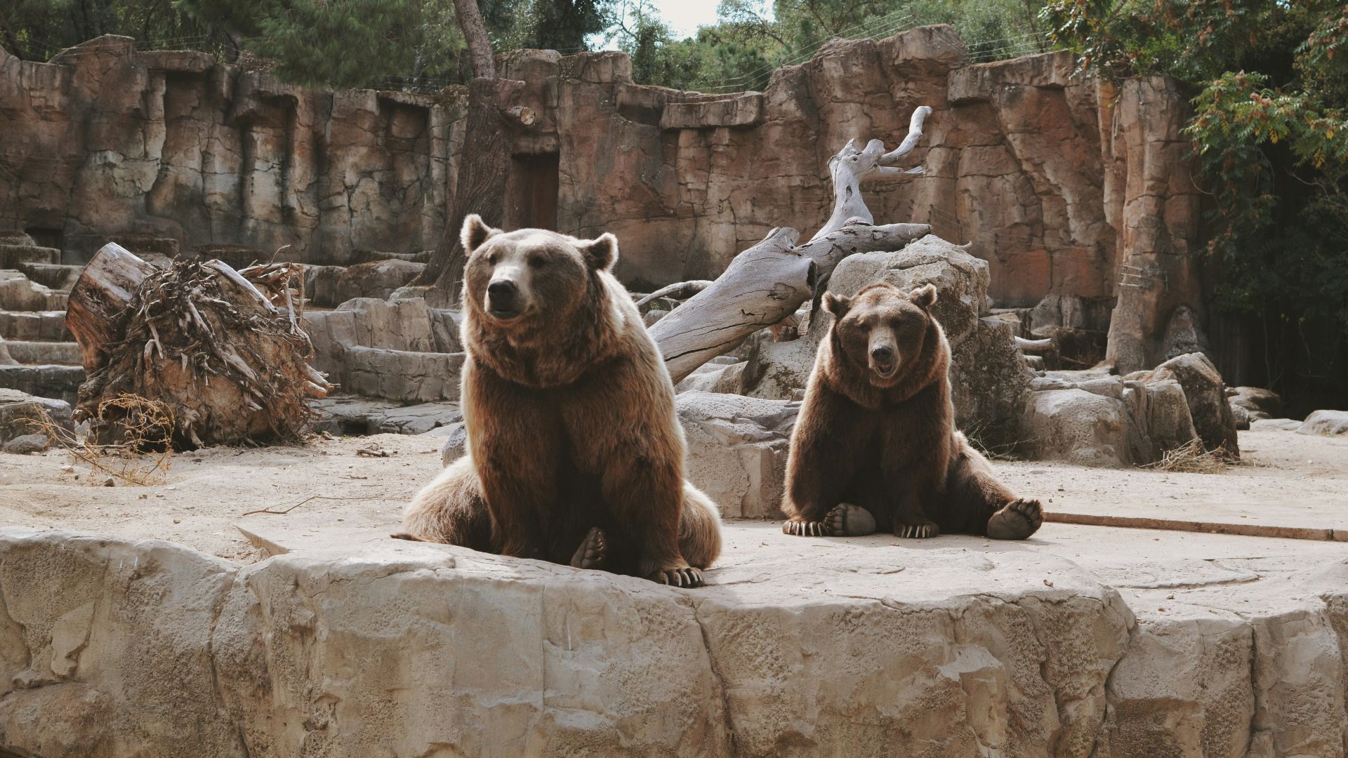 brown bear and baby bear on gray concrete wall during daytime