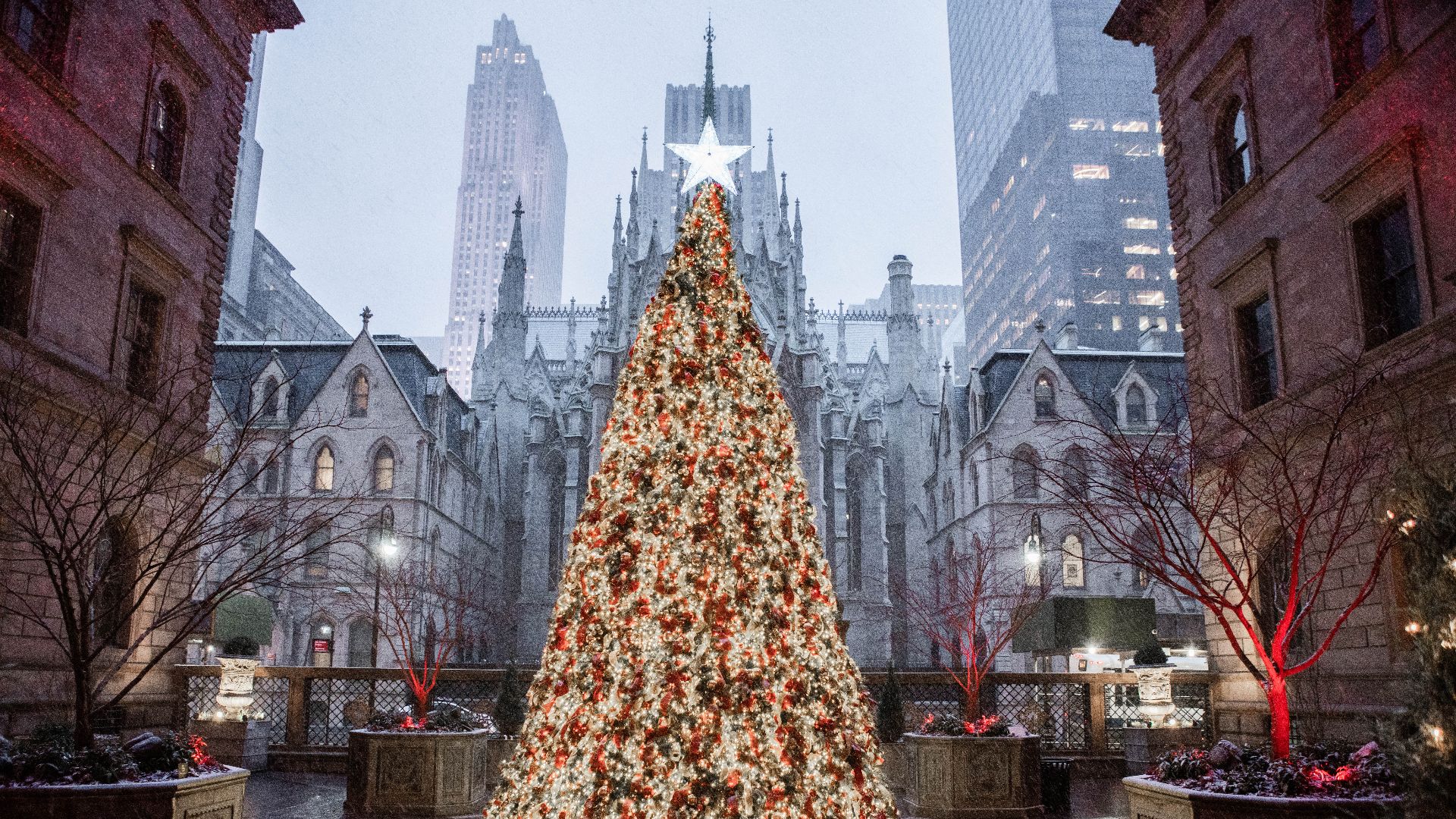 File:Christmas Tree at Lotte Palace New York (50733450867).jpg