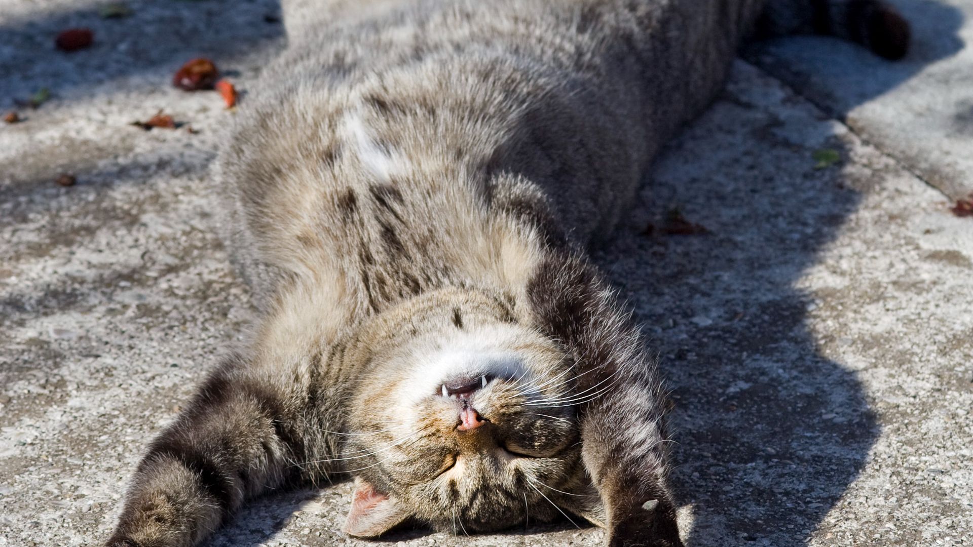 File:Sleeping cat on her back.jpg