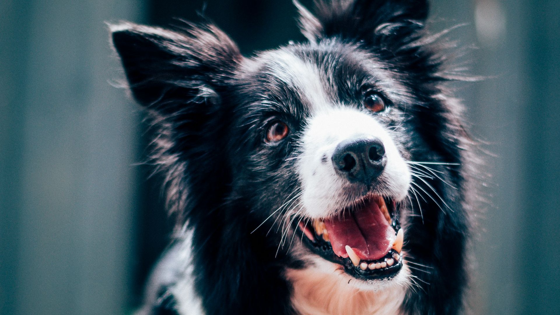 long-coated black and white dog during daytime