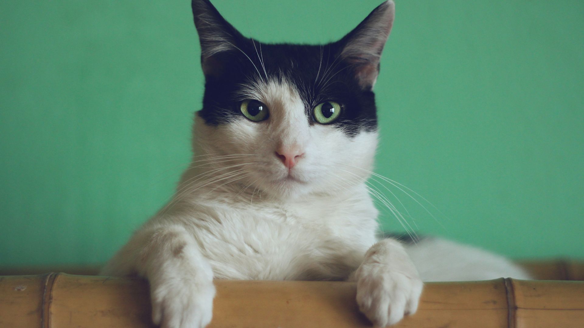 black and white cat lying on brown bamboo chair inside room