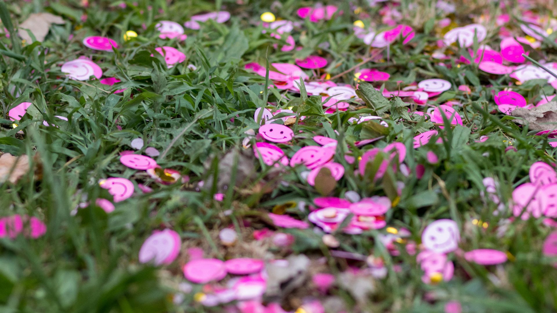 a bunch of pink flowers that are in the grass