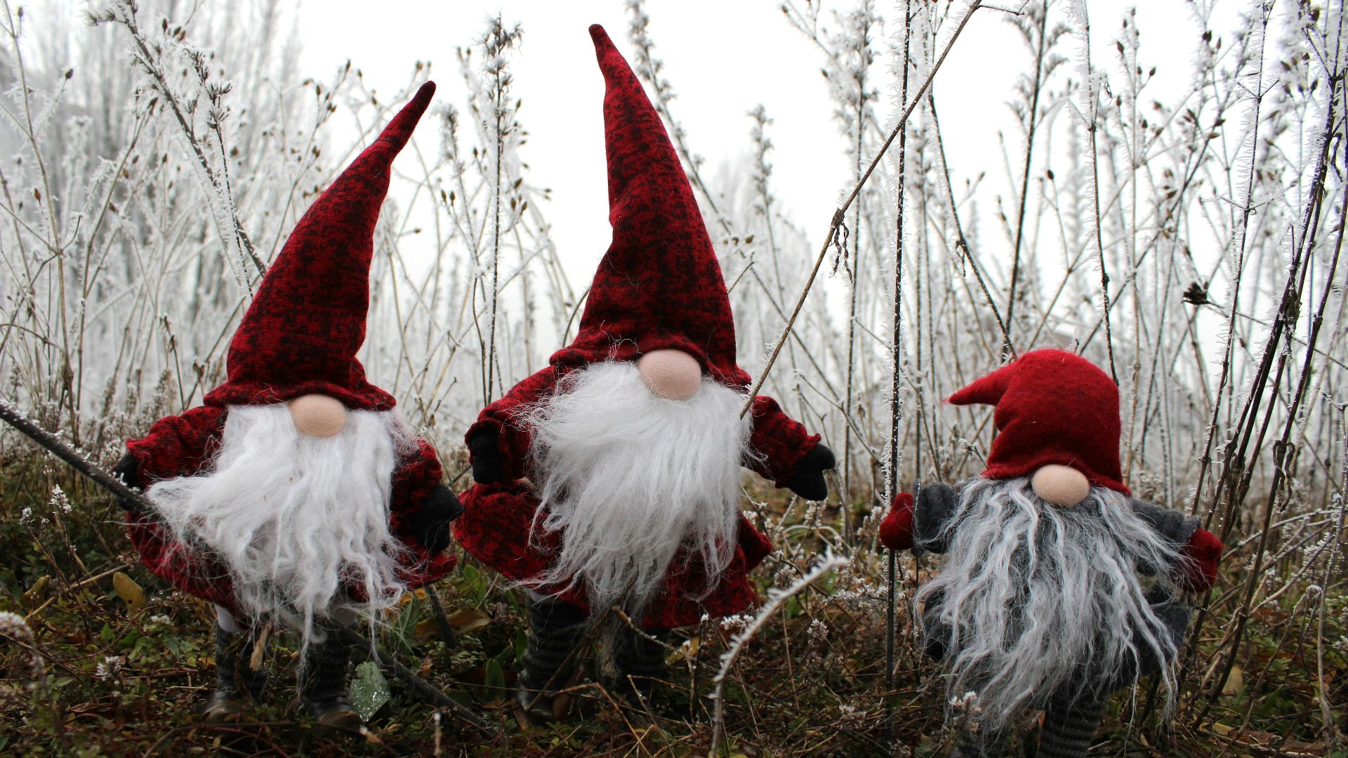 Three Christmas Gnome on grass