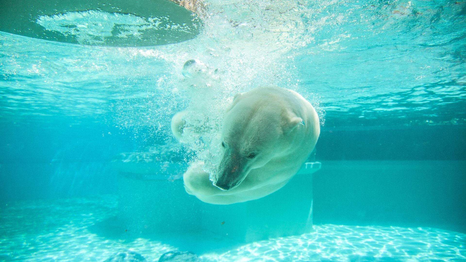 polar bear in body of water photography
