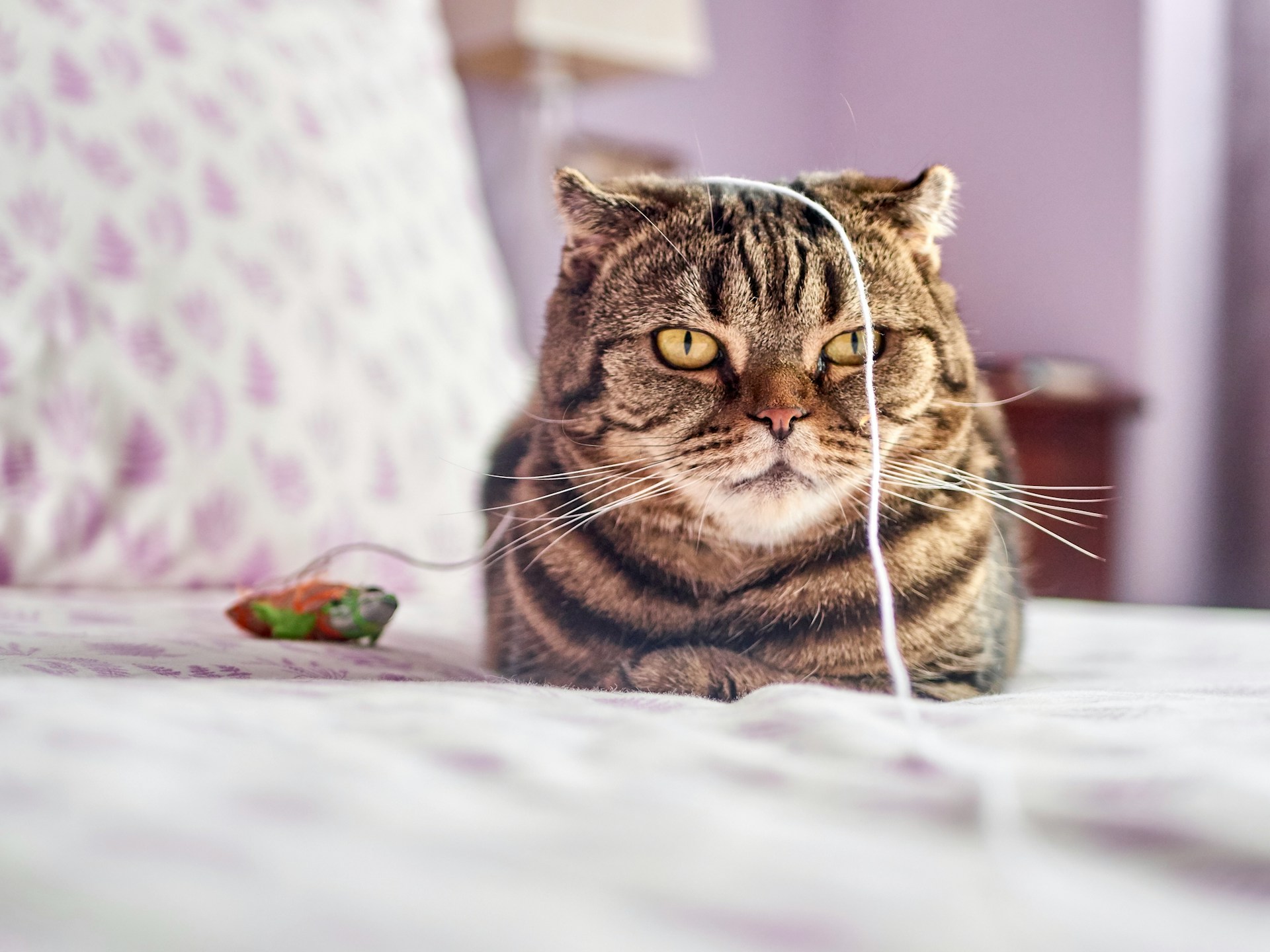 Juan-Gomez-Ofytdd0Aghe-Unsplash