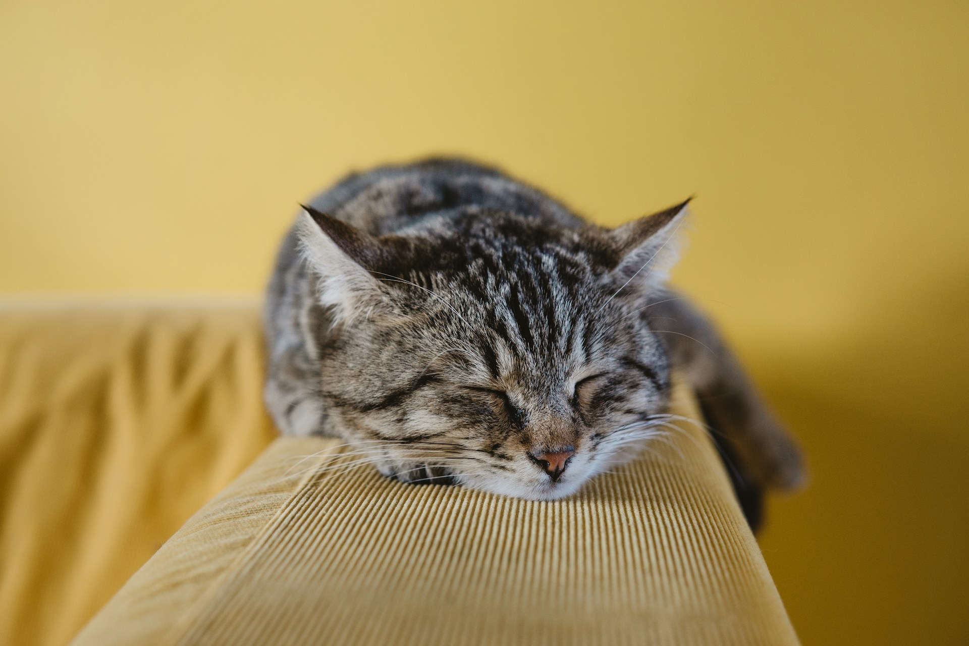 Sabri-Tuzcu-Khbvwanwfmc-Unsplash