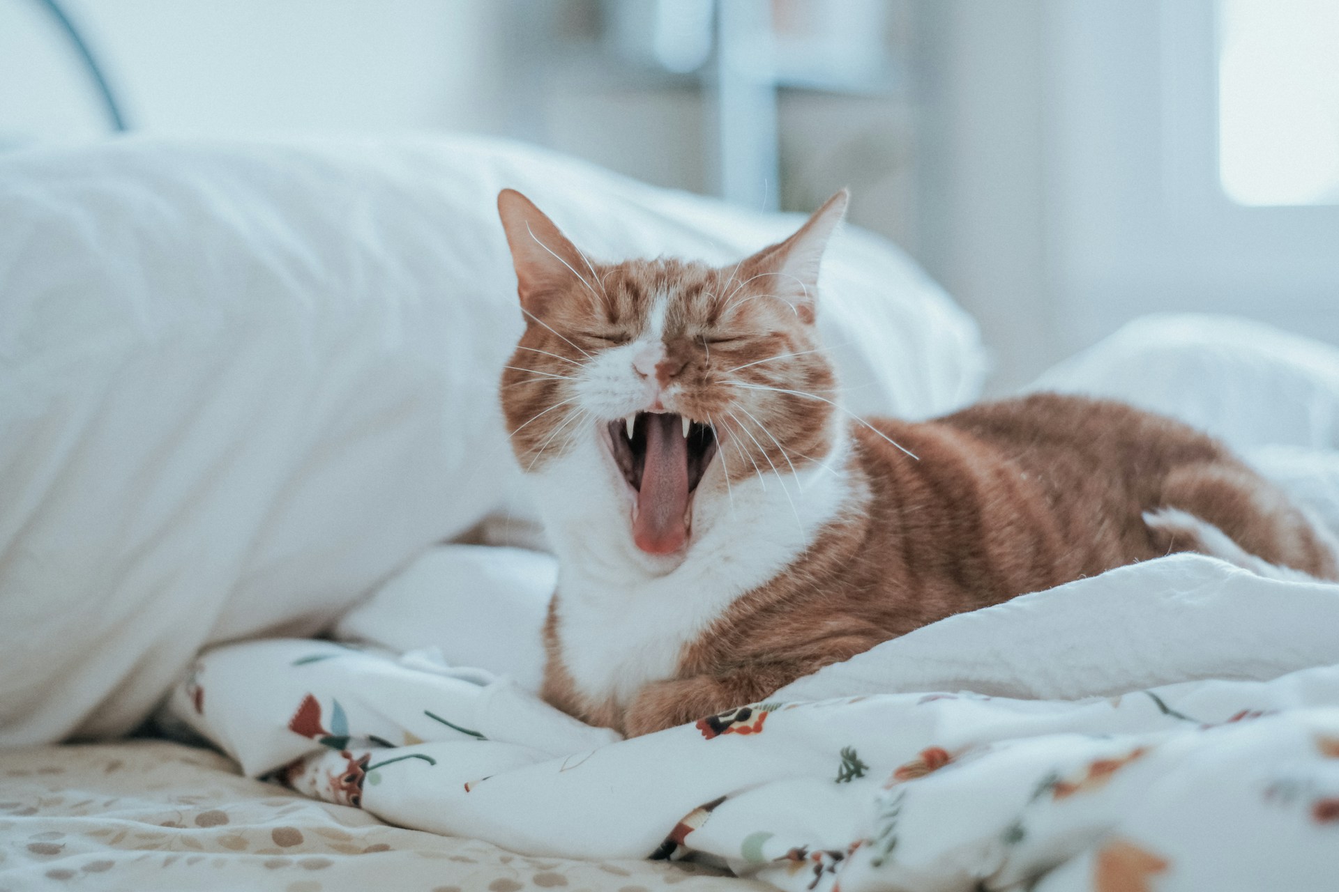 Wren-Meinberg-B079C- Tubm-Unsplash