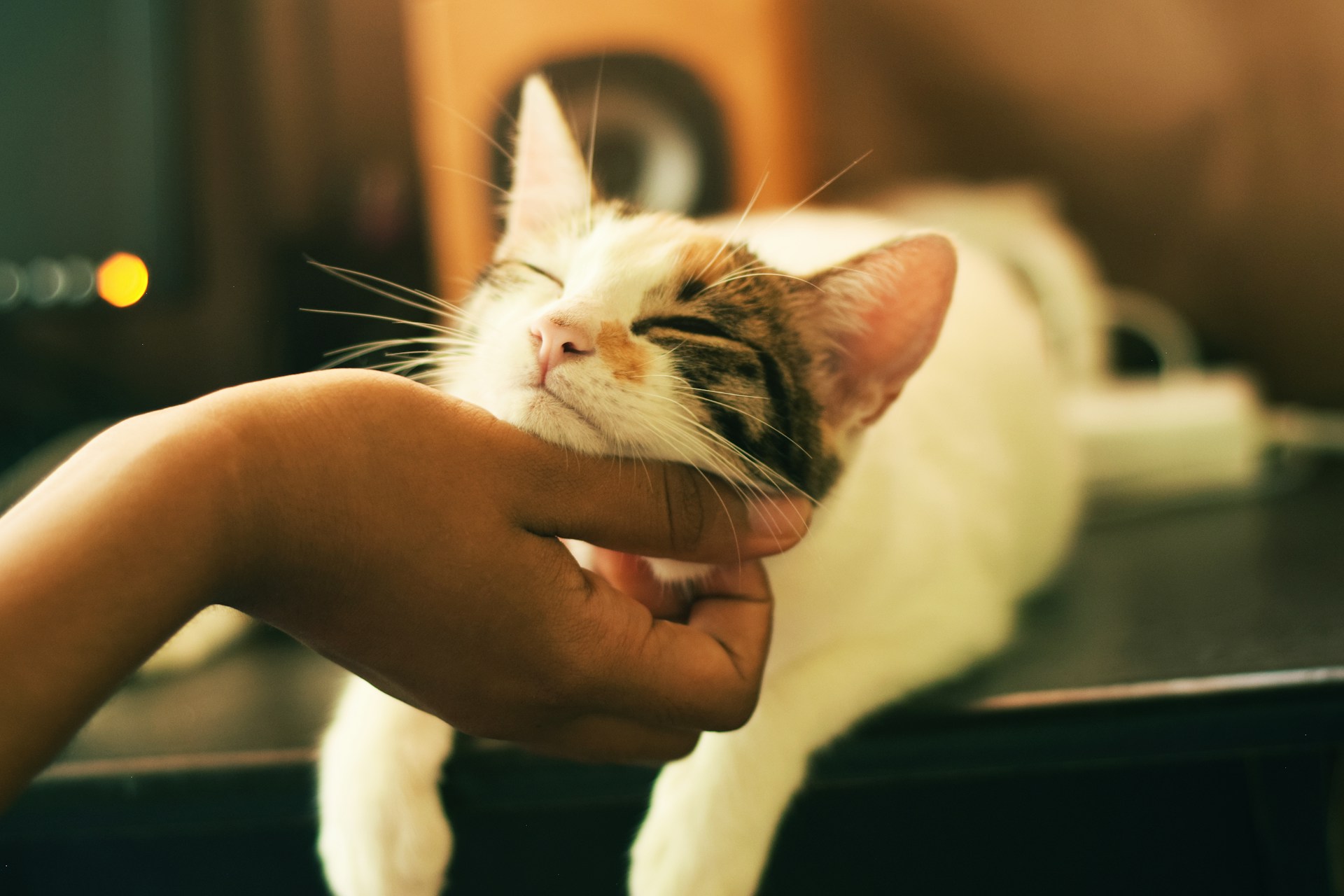 Yerlin-Matu-Gtwibmtjvau-Unsplash