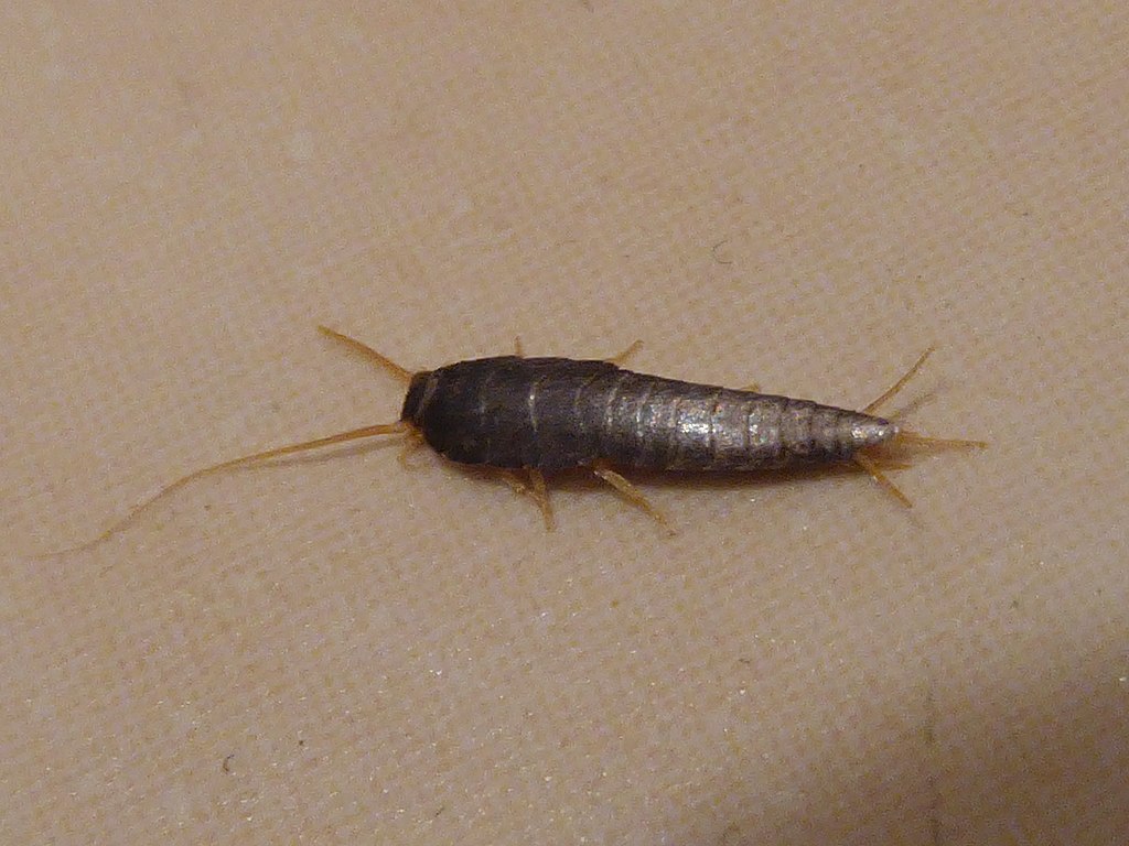 1024Px-Lepisma Saccharina Vilnius 02