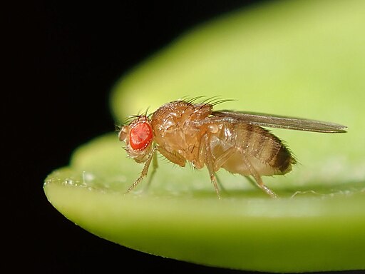 512Px-Drosophila Melanogaster 53362116