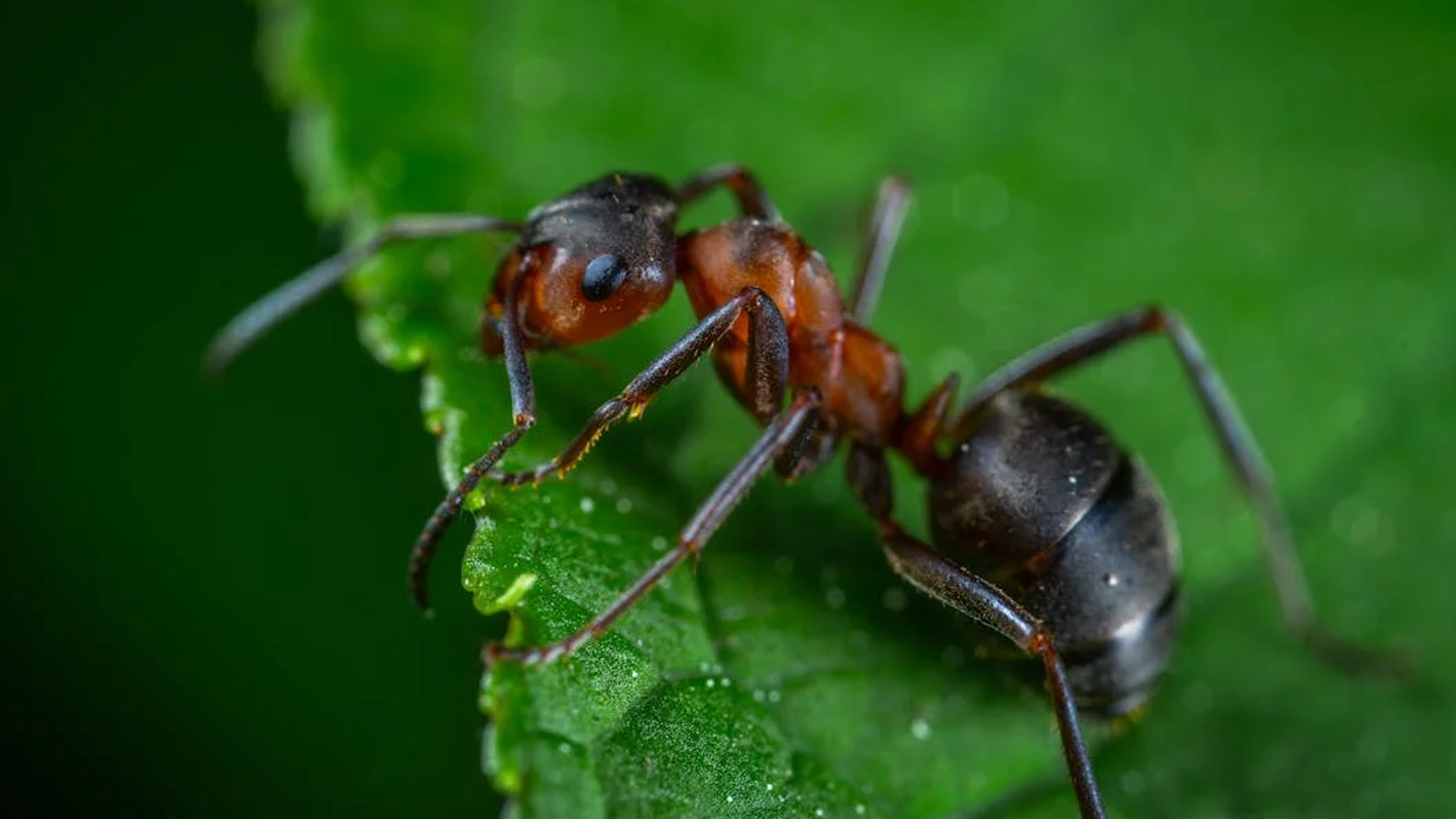 Ant