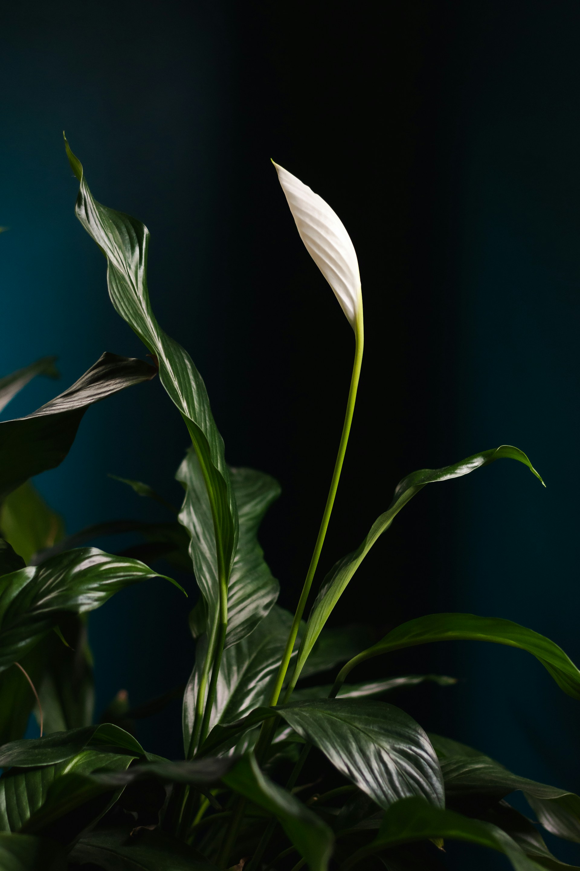 Steven-Weeks-Cznk1Jkipk8-Unsplash