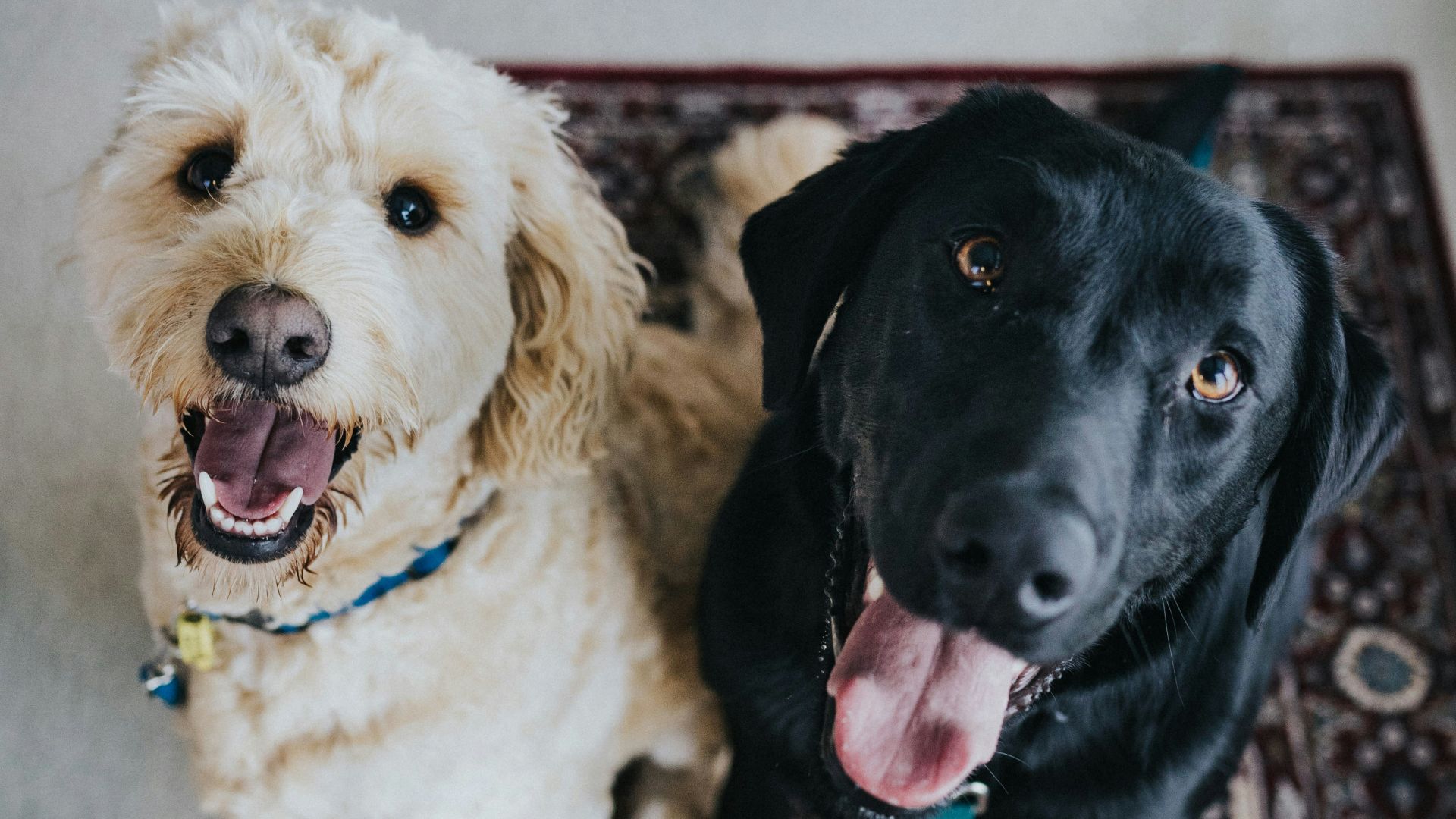 two dogs sitting on maroon area rug