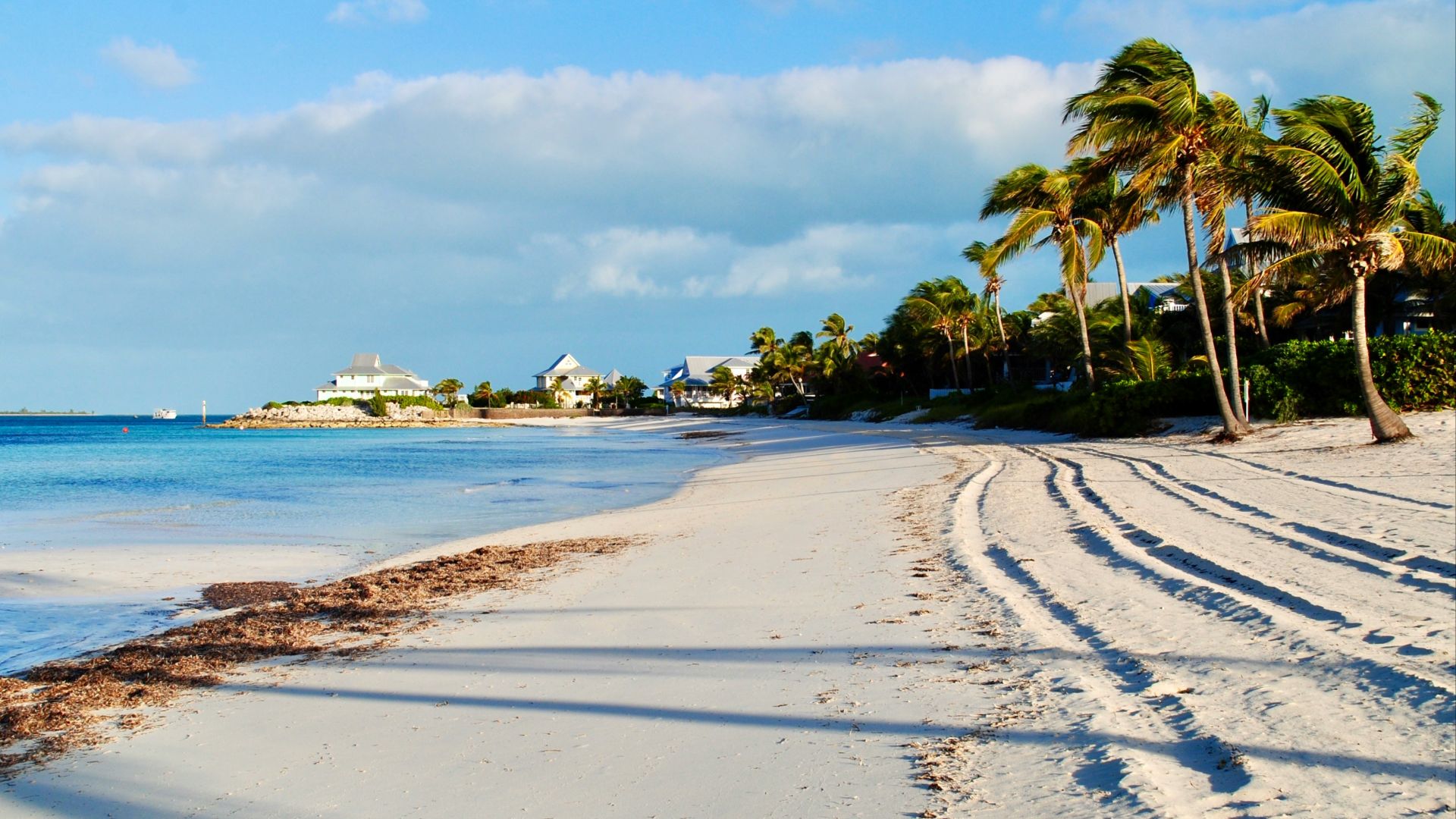 green palm tree on white sand beach during daytime