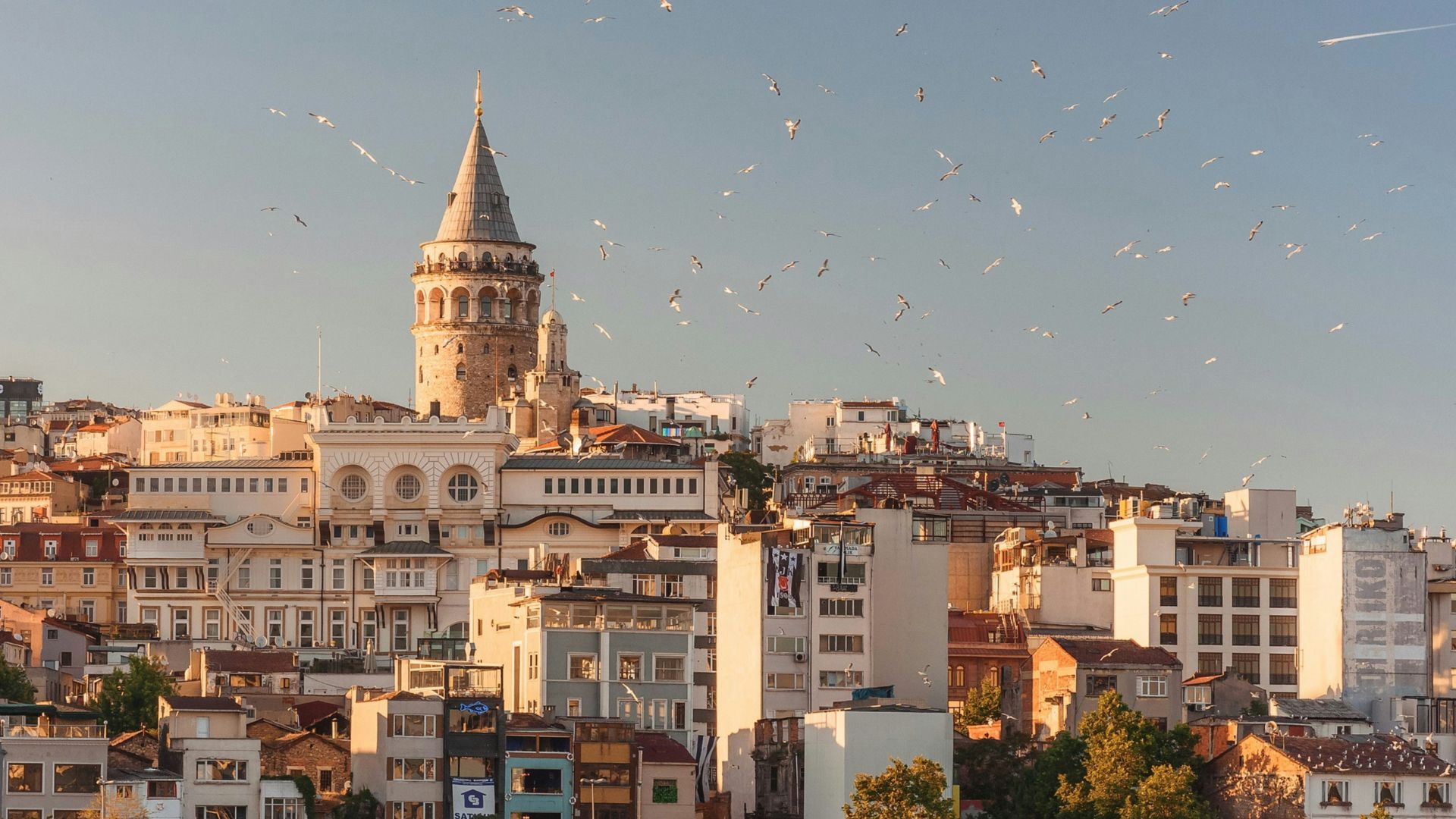 aerial view of buildings and flying birds