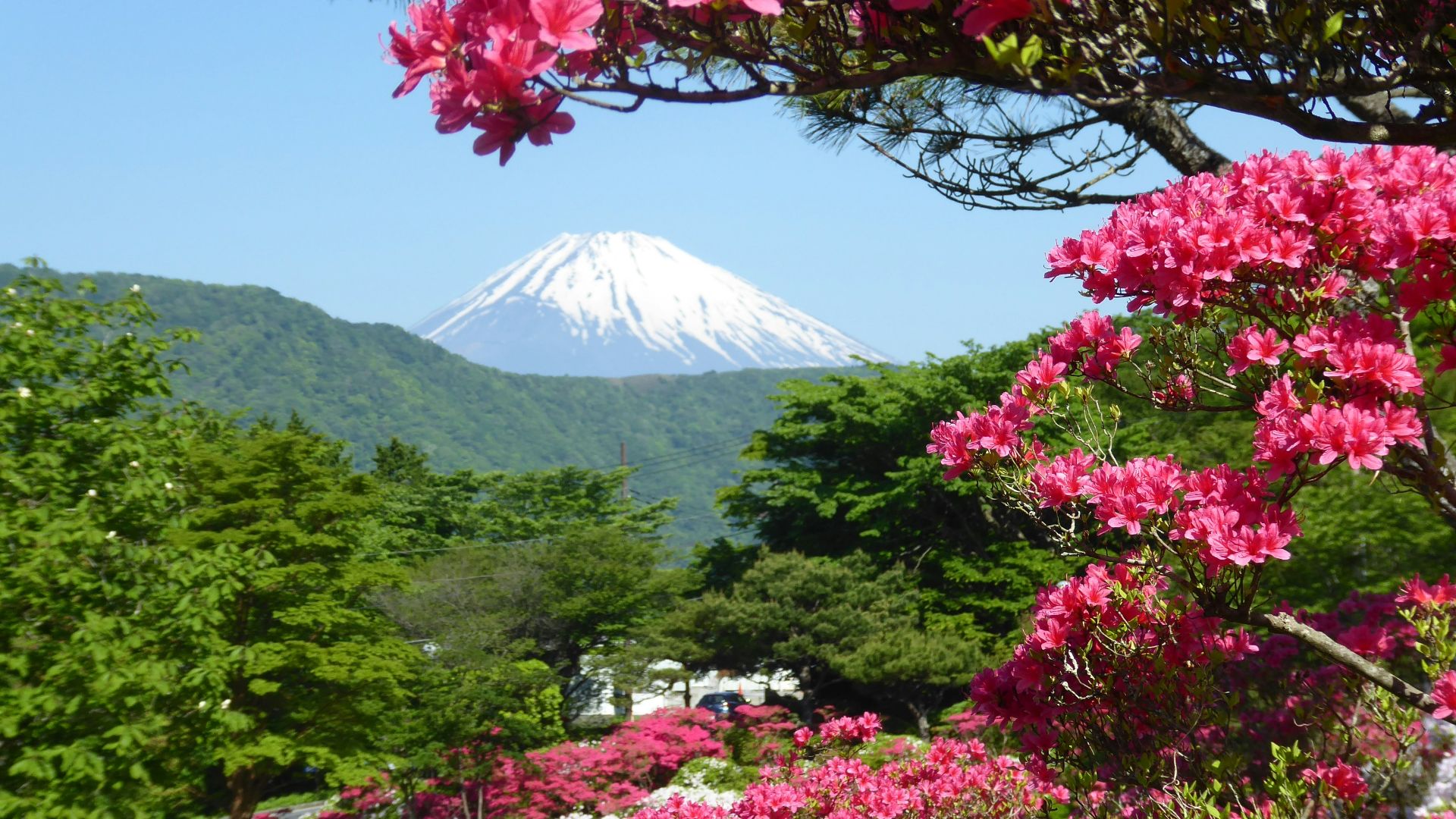 red and green trees near mountain during daytime