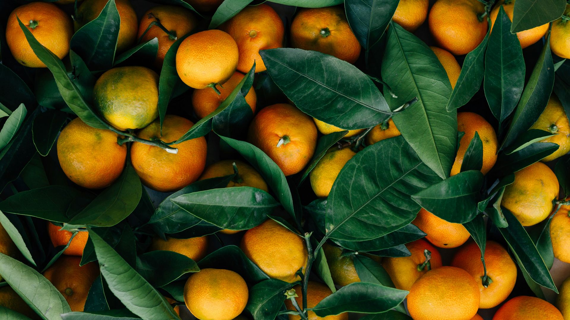 orange fruits