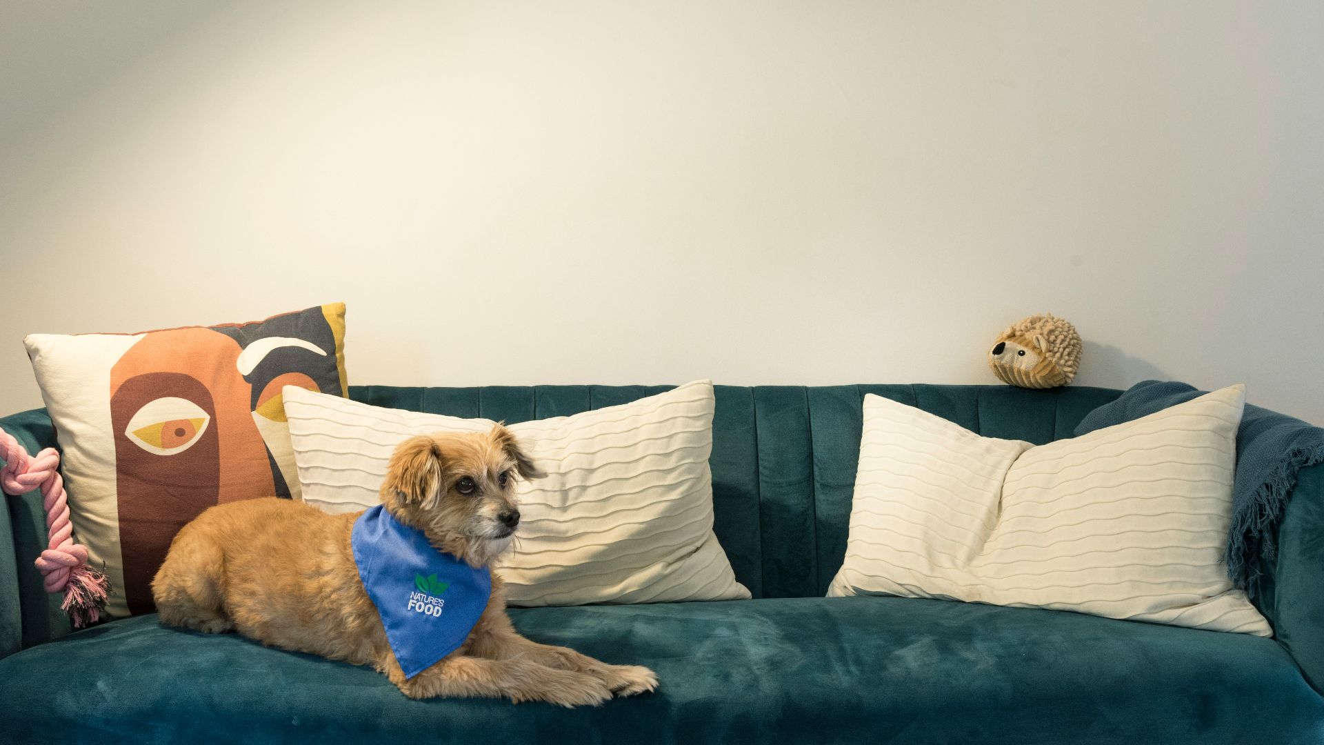 a dog sitting on a blue couch with pillows