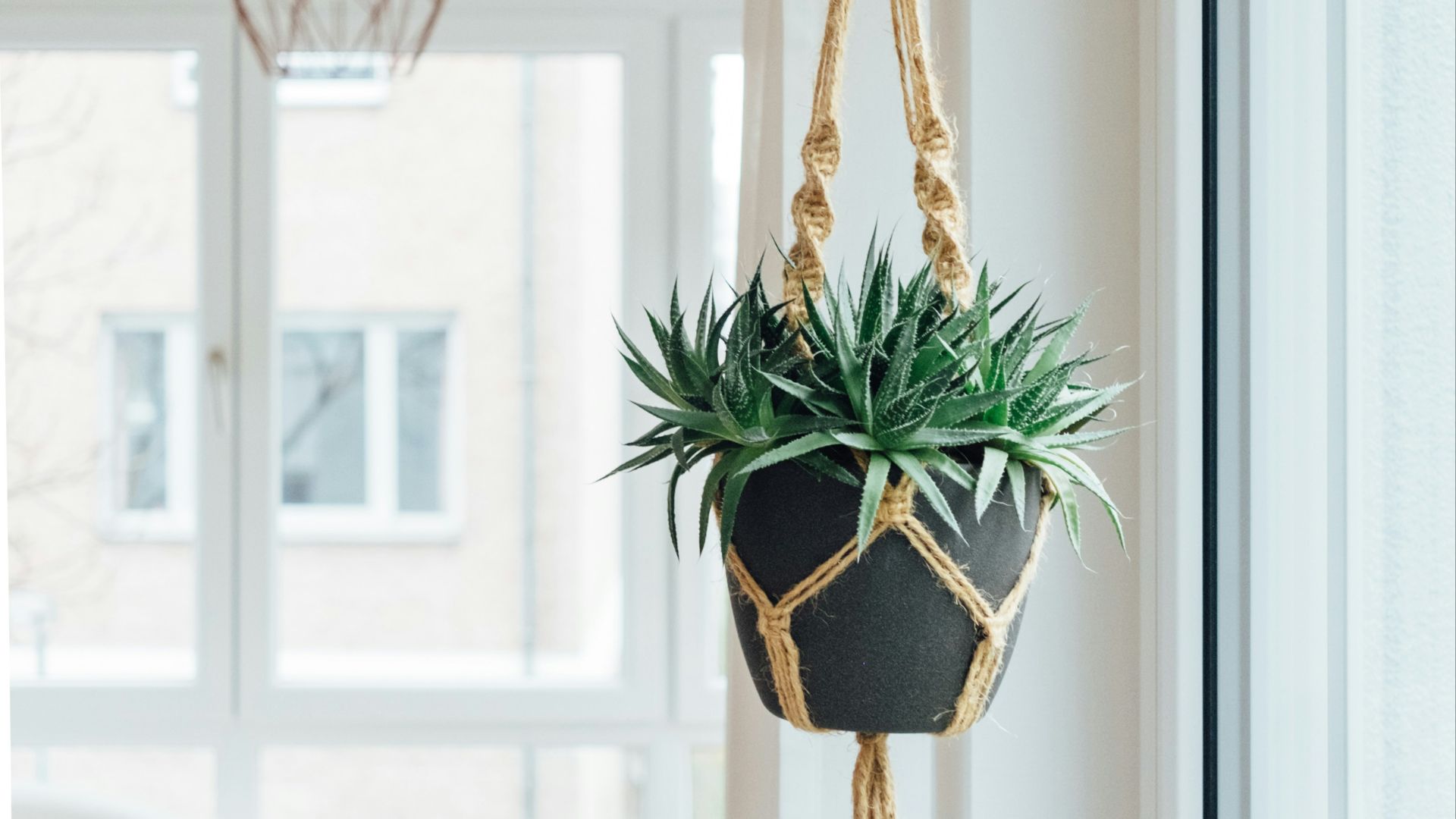 green hanging potted plant near glass window at daytime