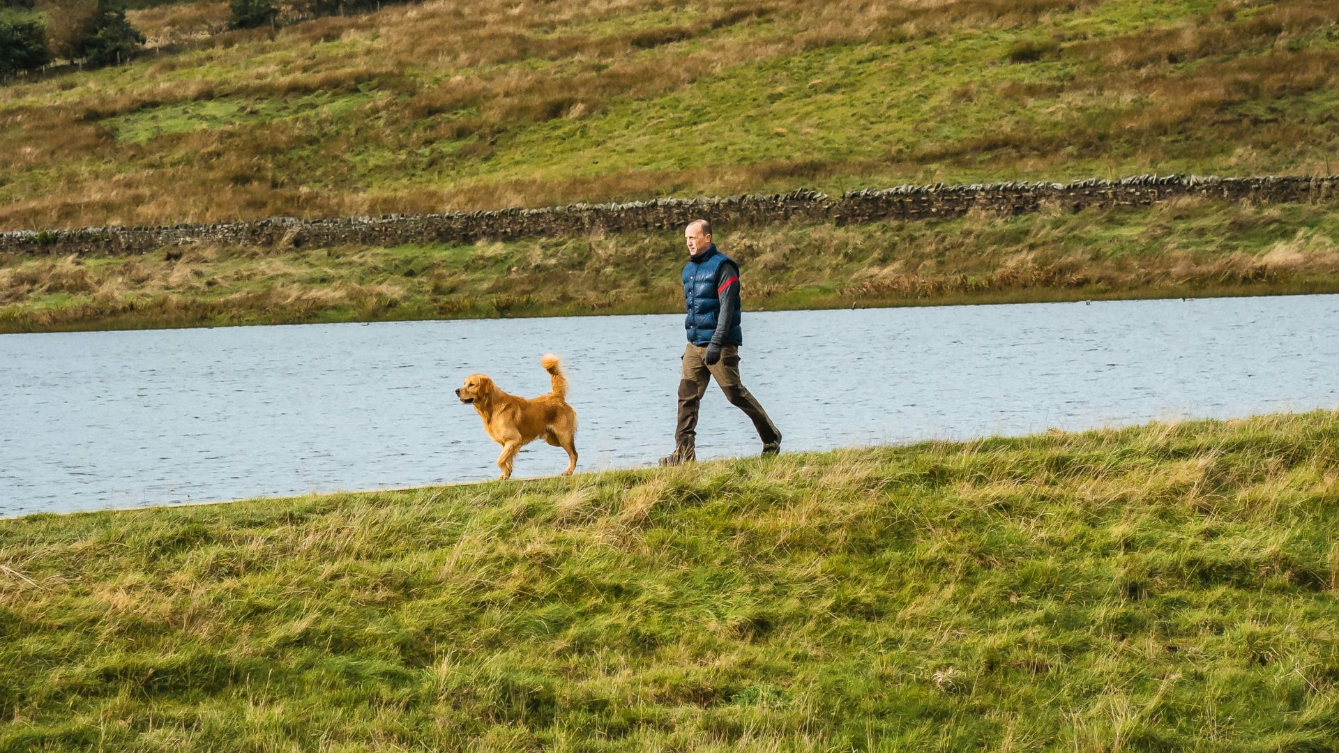 a person walking a dog on a grassy field