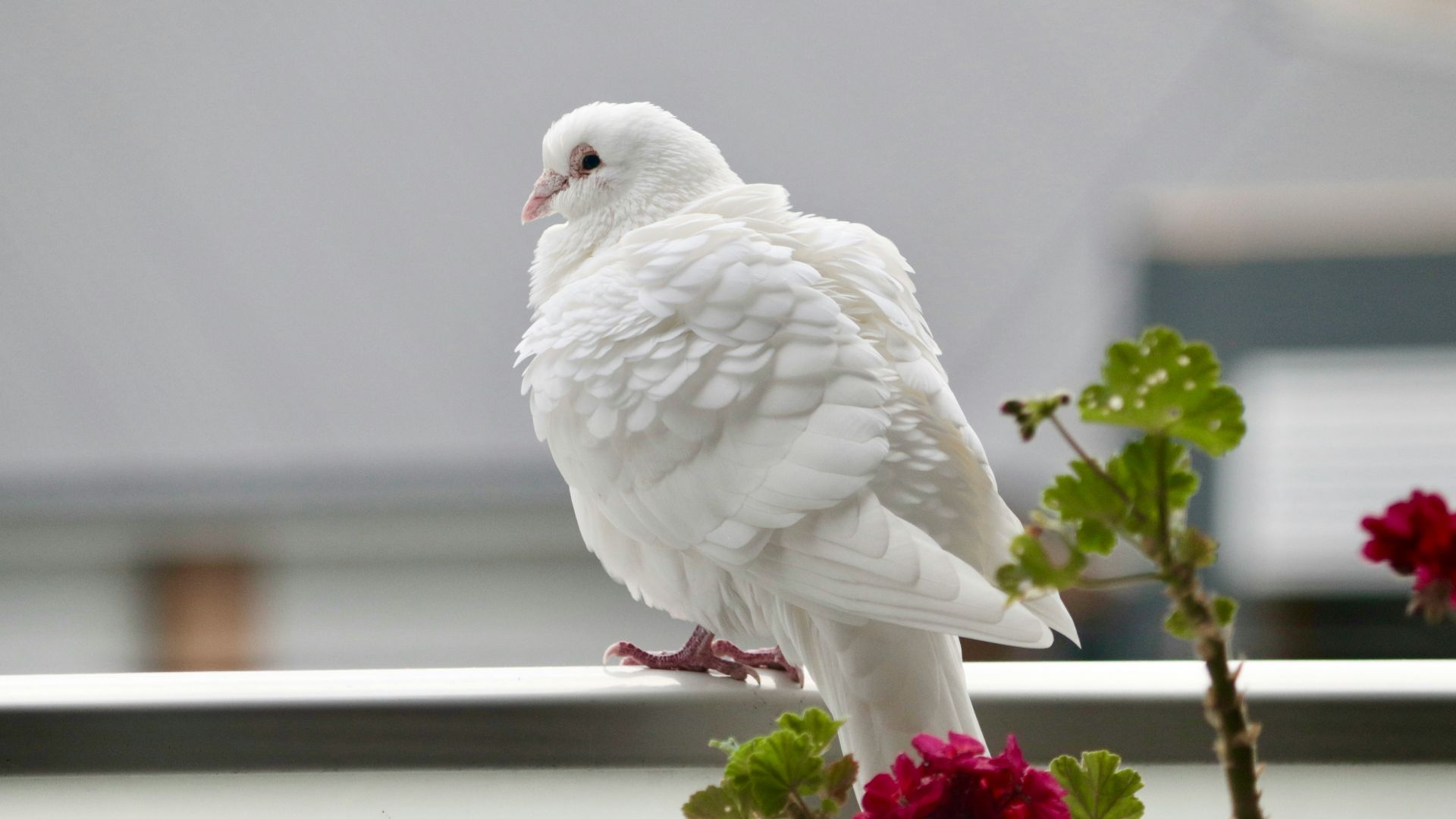a white bird on a railing