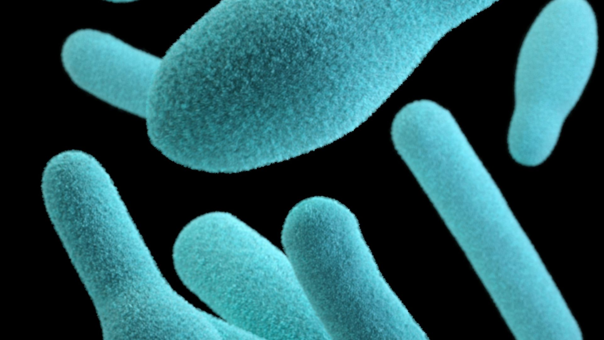 blue and white hearts illustration