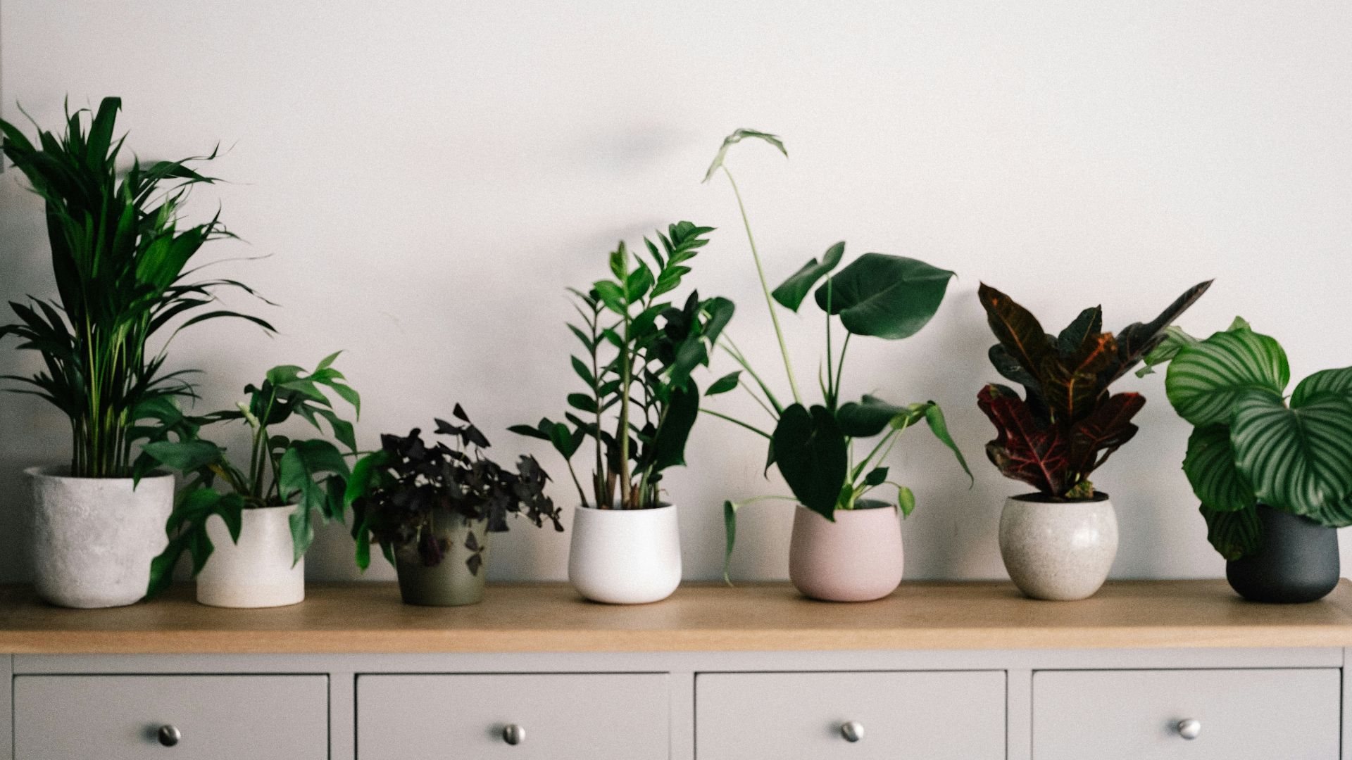green plant on white ceramic pot