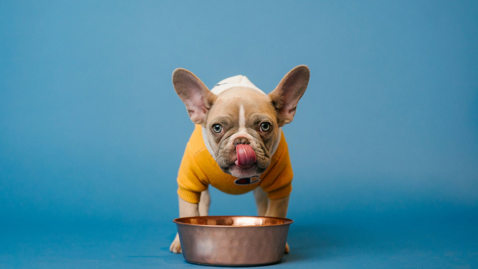 brown french bulldog in blue bucket