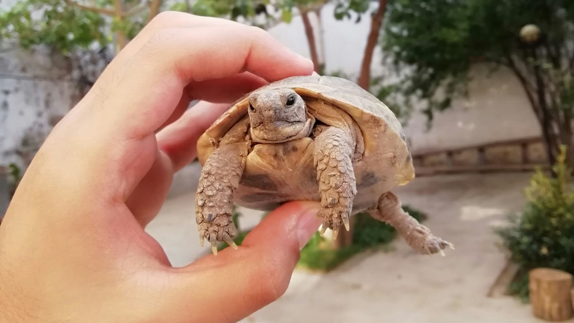 brown turtle