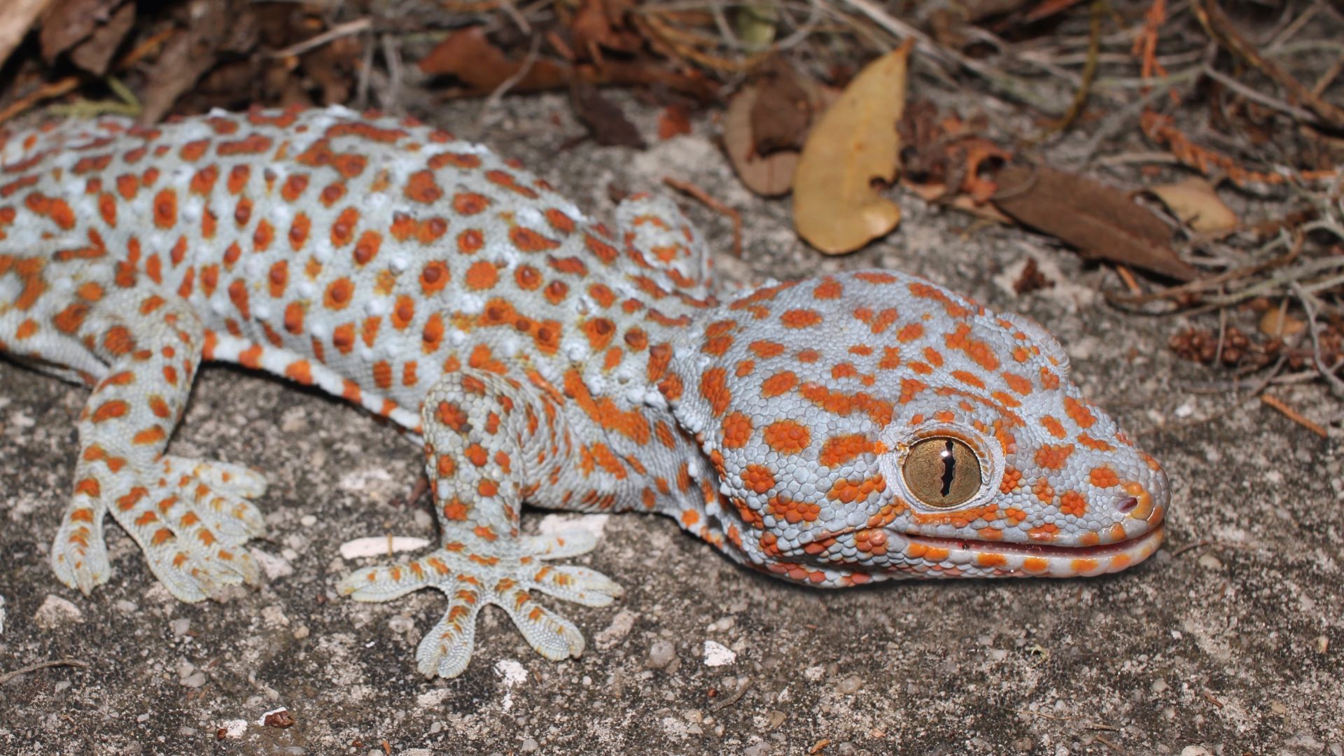 File:Tokay gecko (Gekko gecko).jpg