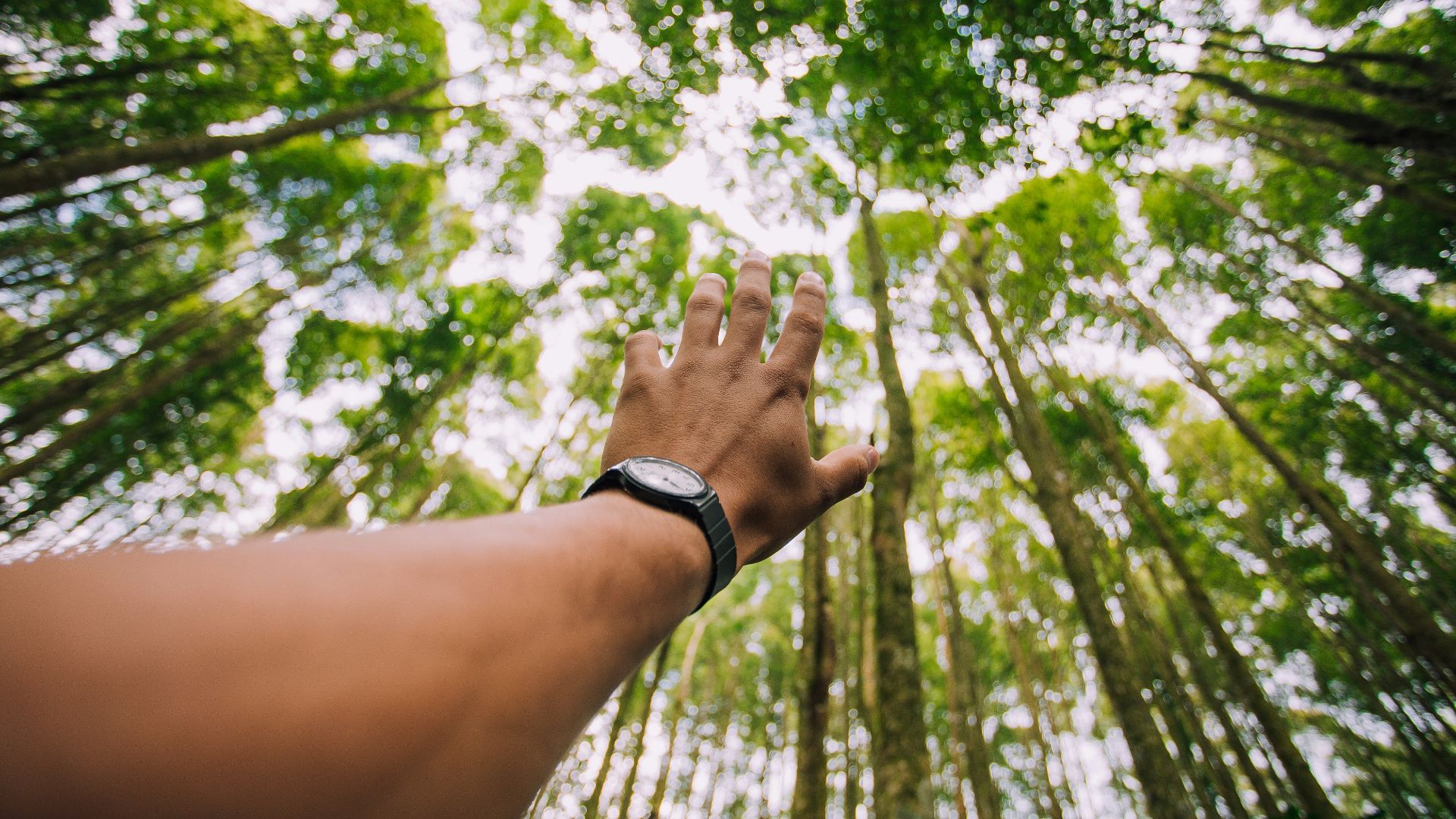 selective force perspective photo of left human hand about to reach green leaf trees