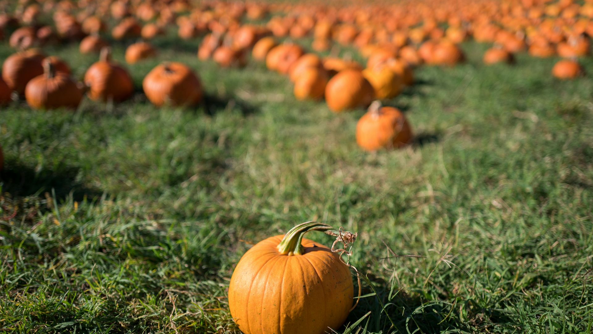 pumpkin fruit selective focal photo
