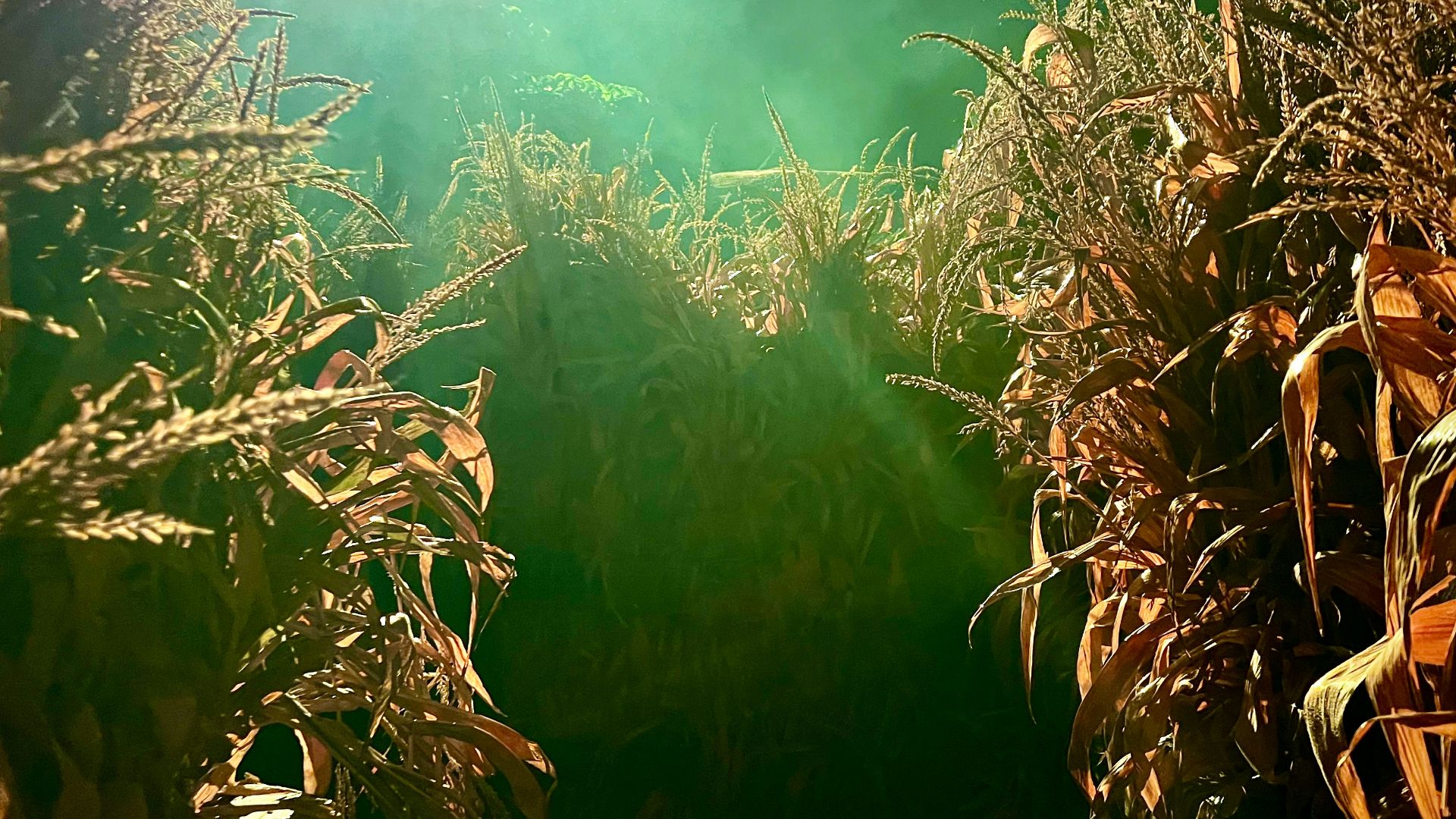 a view of the ocean through plants