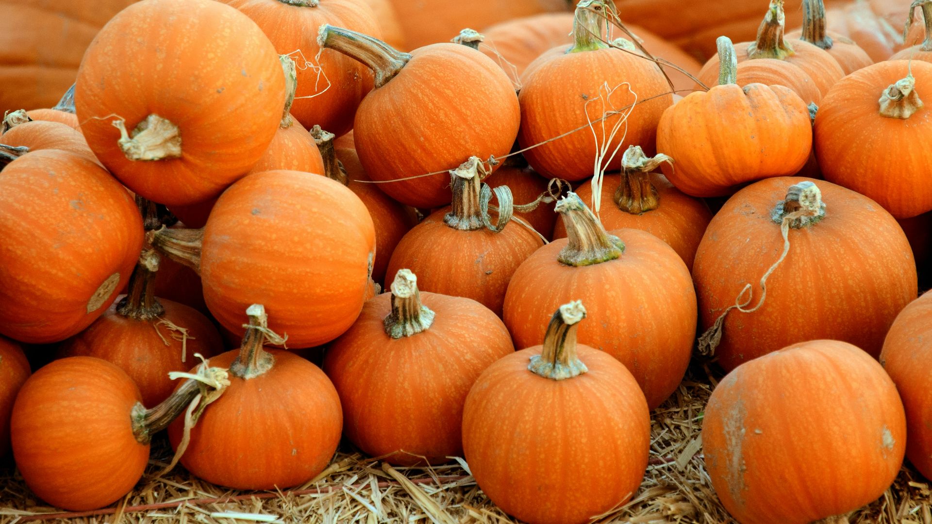 pile of orange squash
