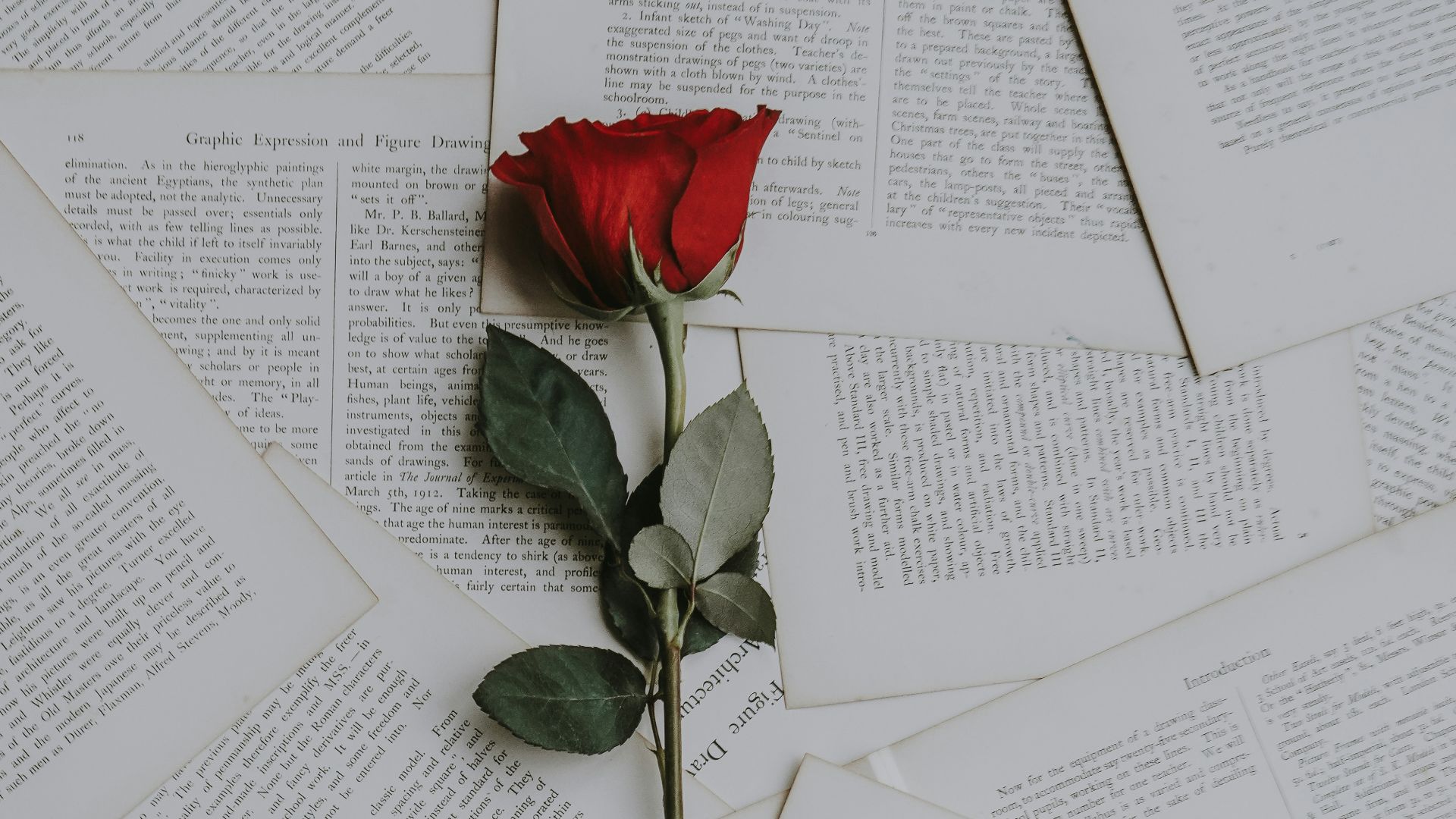 red rose on book sheets