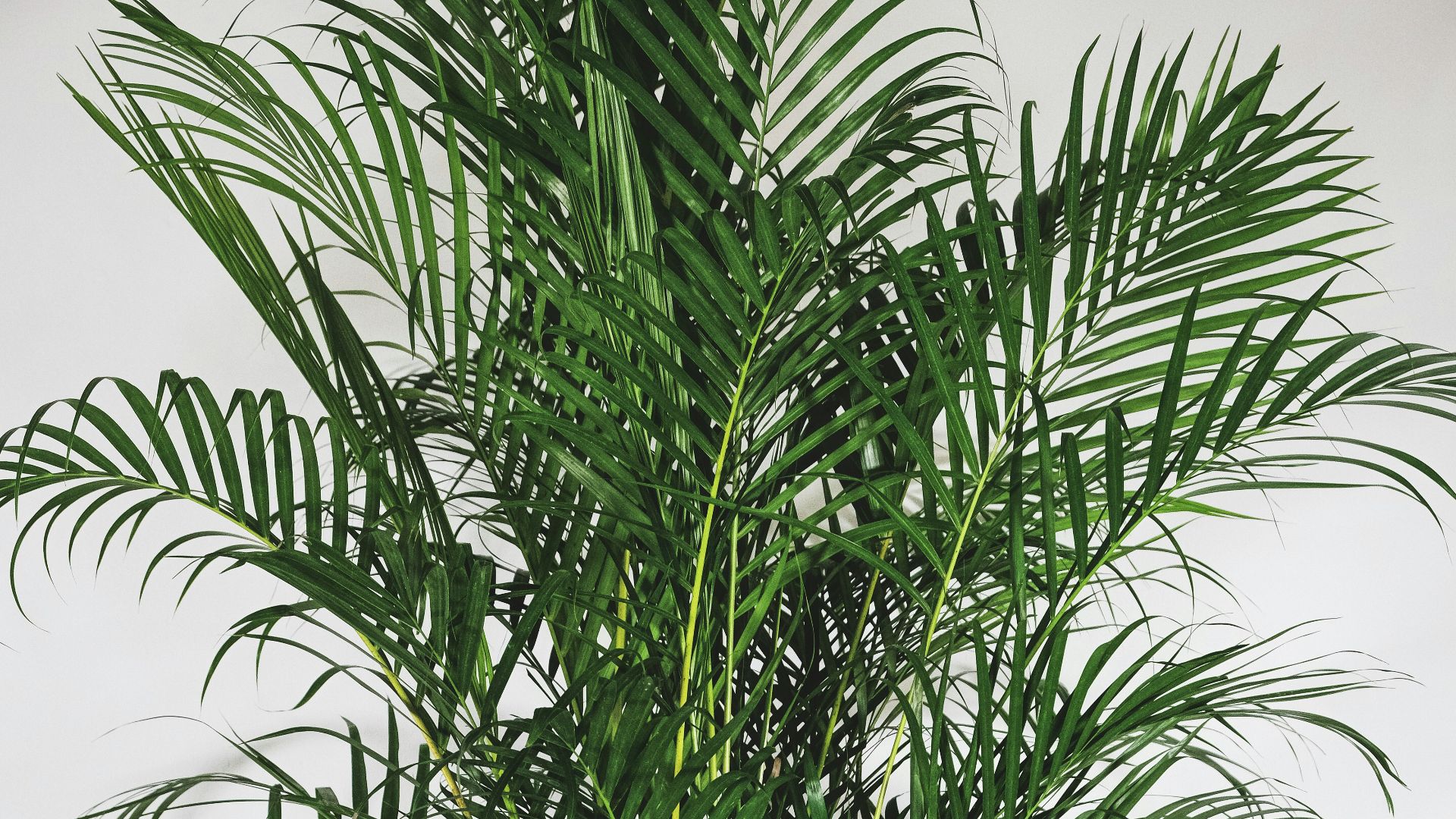 green plant on gray pot