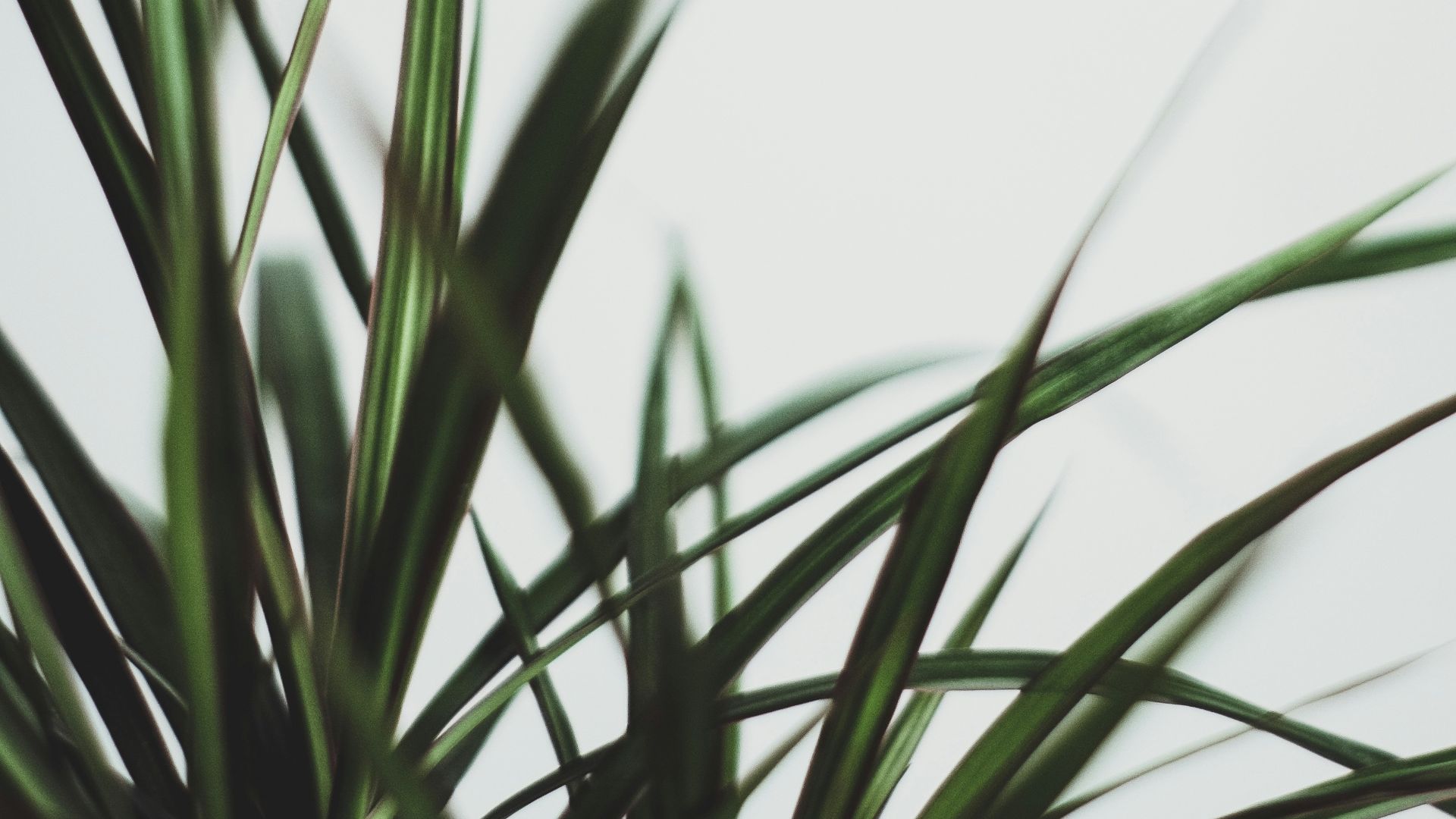 selective focus photography of sword green plant