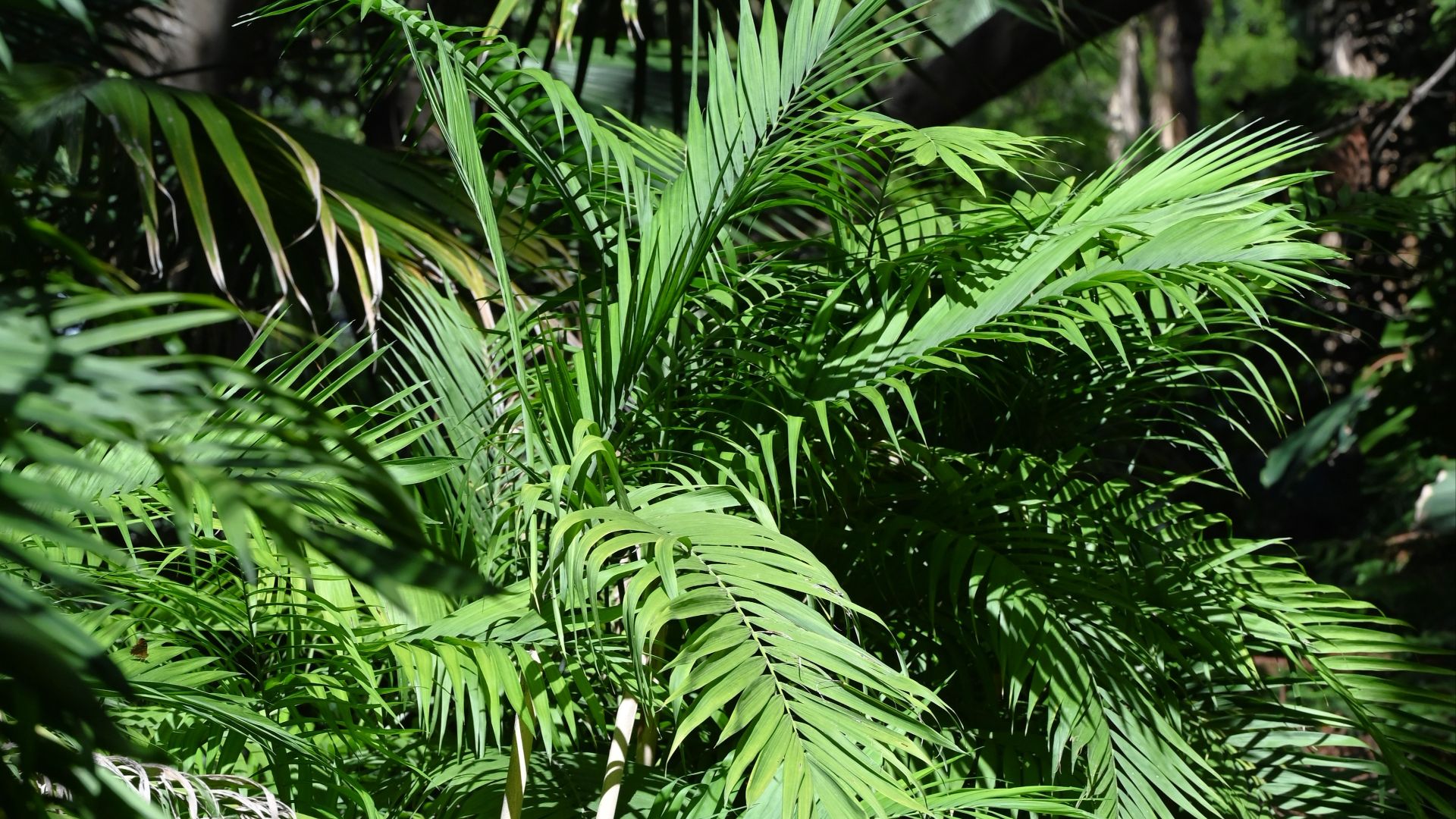 File:Chamaedorea seifrizii kz01.jpg