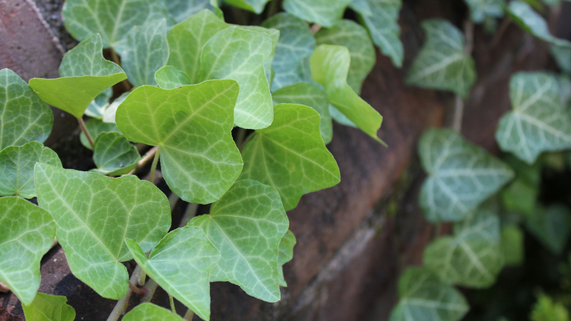 a close up of some leaves