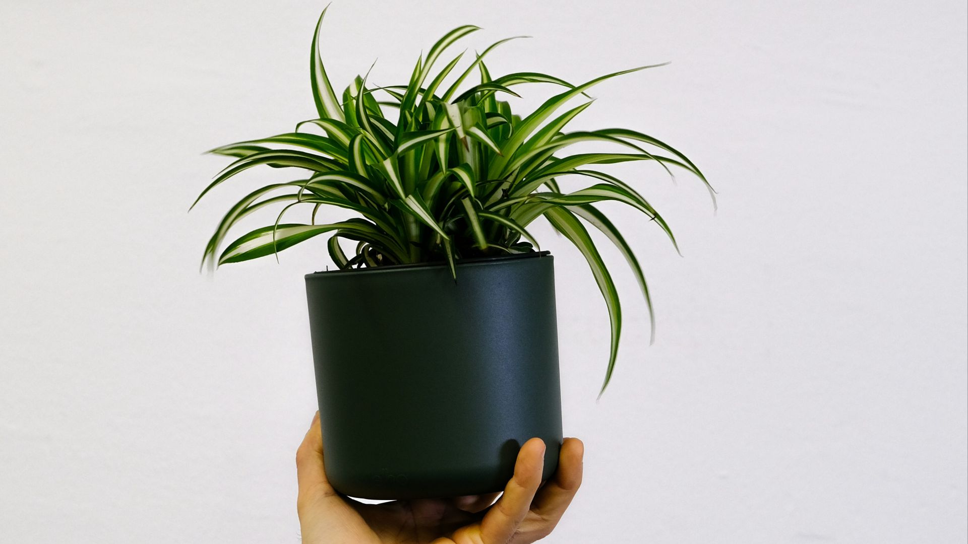 a hand holding a potted plant on a white wall