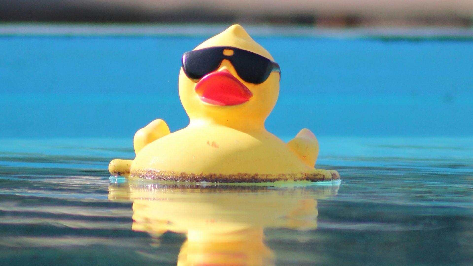 a rubber duck wearing sunglasses floating in a pool