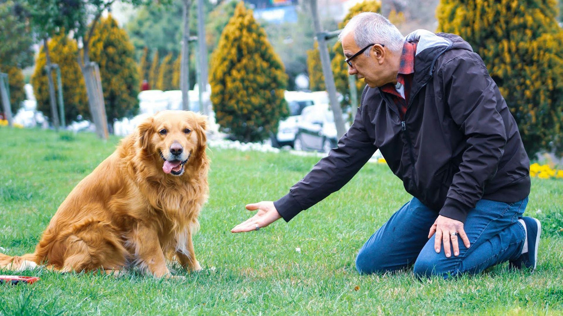 woman sitting beside golden Labrador