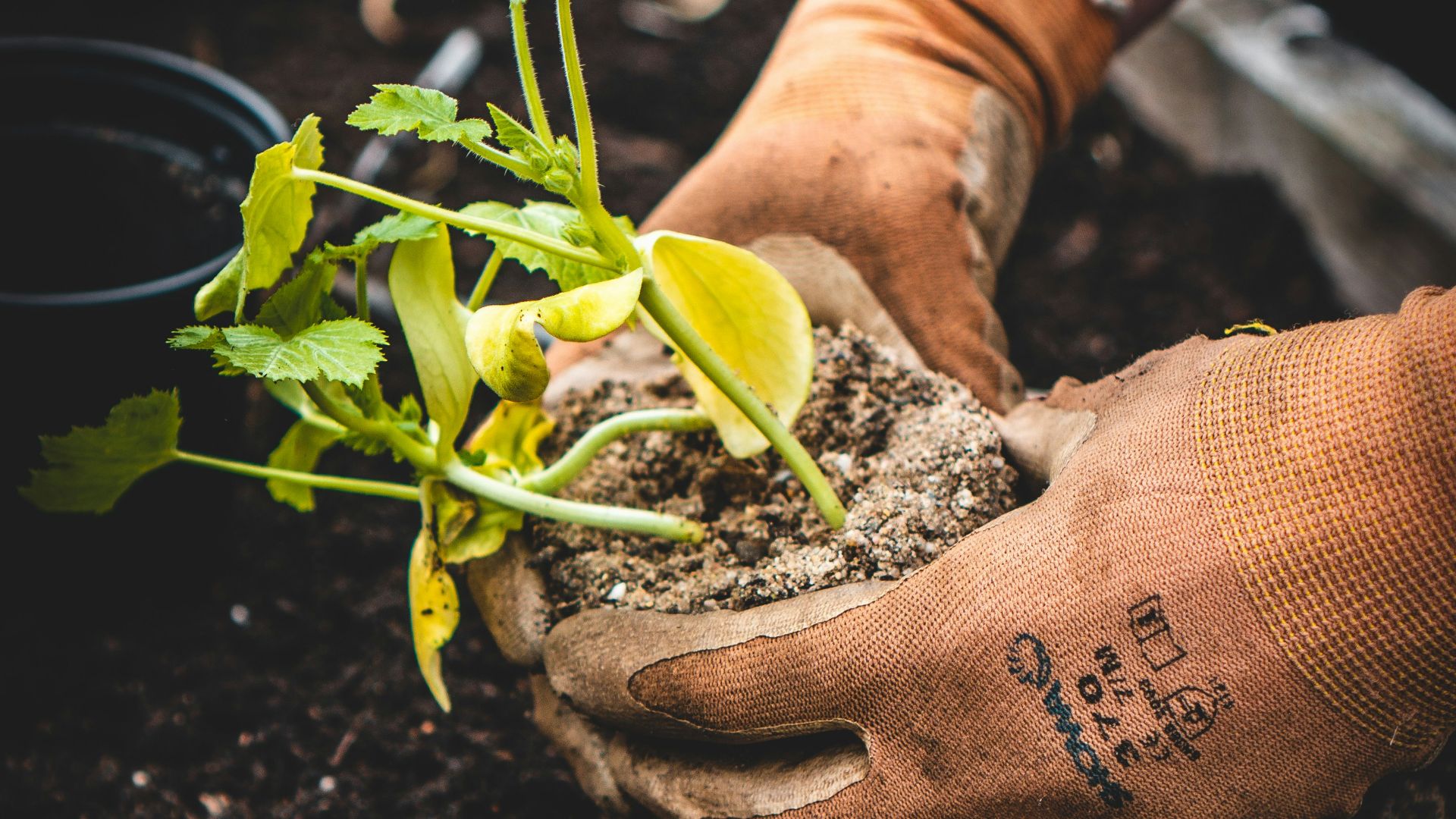 person holding green plant on black pot