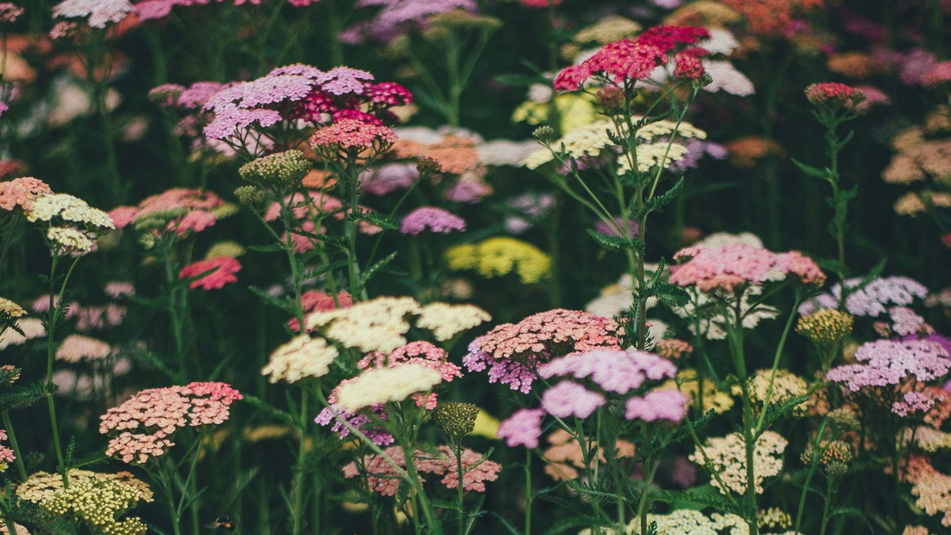 multicolored flowers during daytime