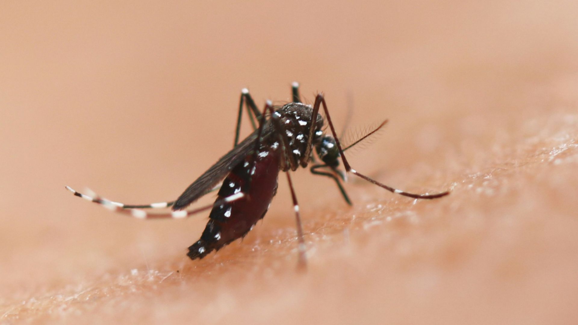 a close up of a mosquito on a human's skin