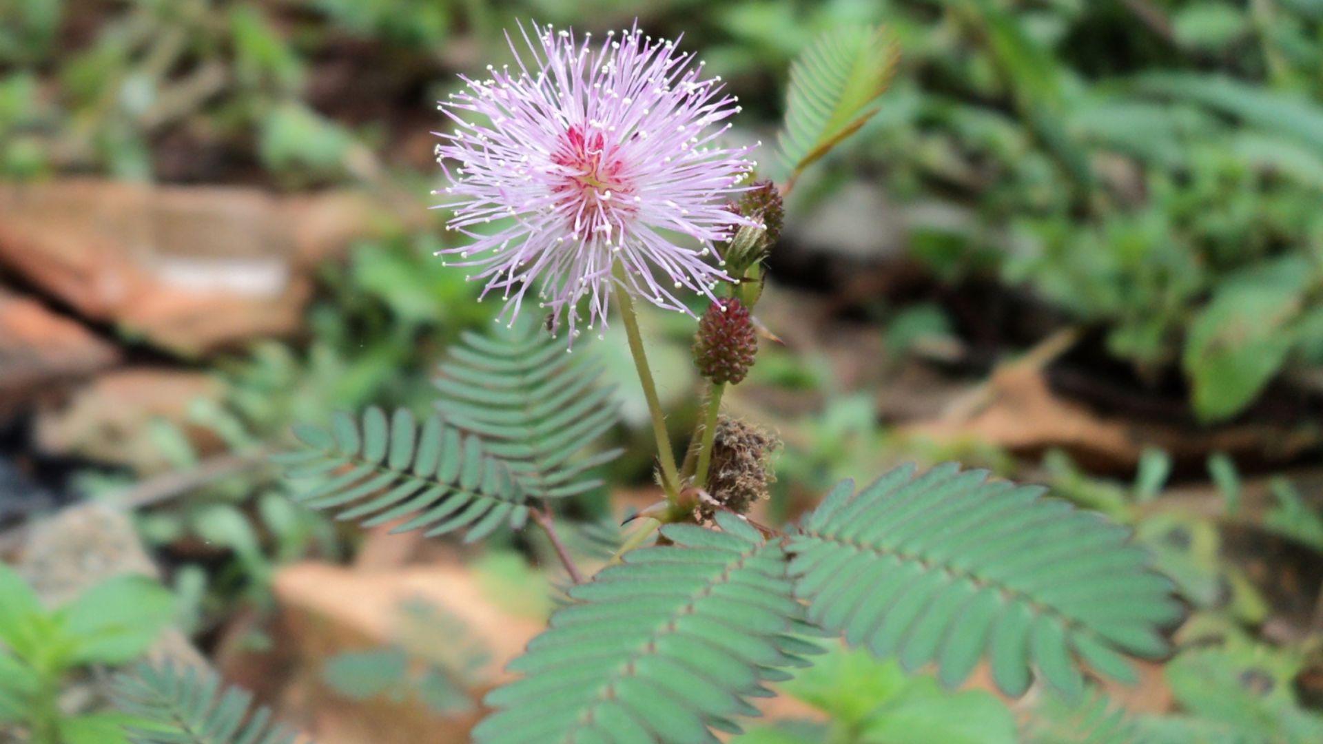File:തൊട്ടാവാടിയുടെ പൂവ്.jpg